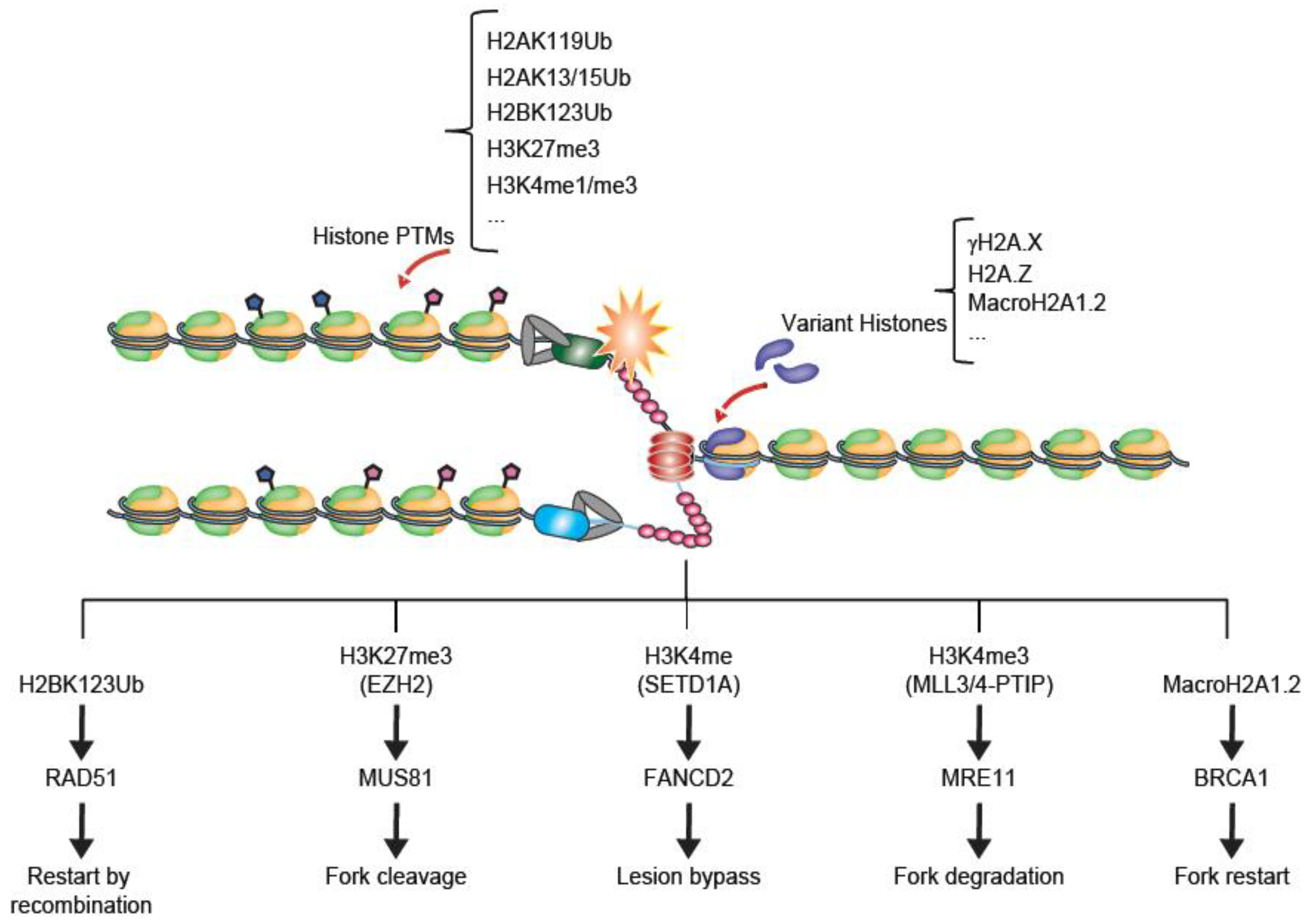 Genes 09 00622 g002 Genes 09 00622 g002