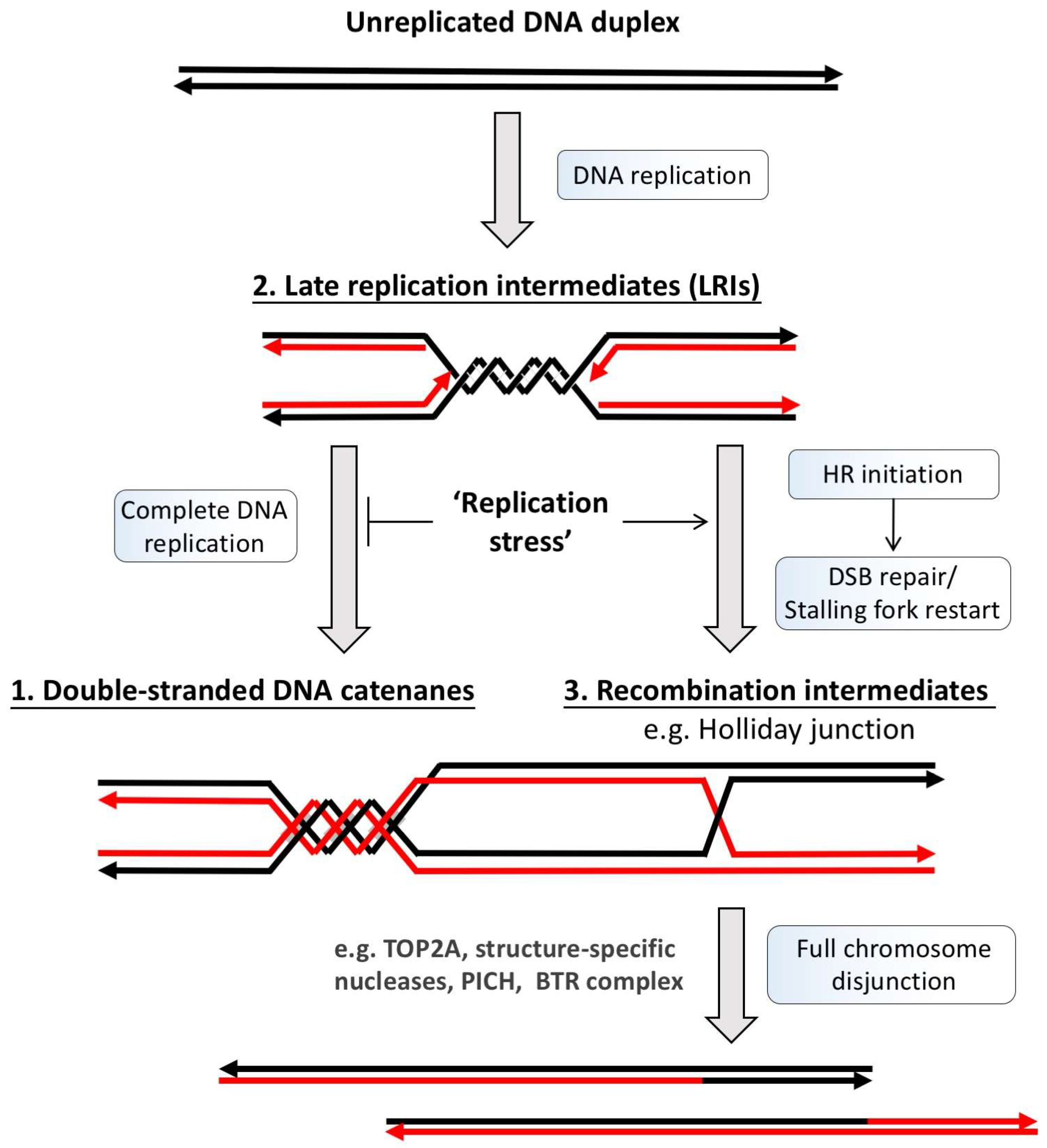 Genes 09 00623 g002 Genes 09 00623 g002