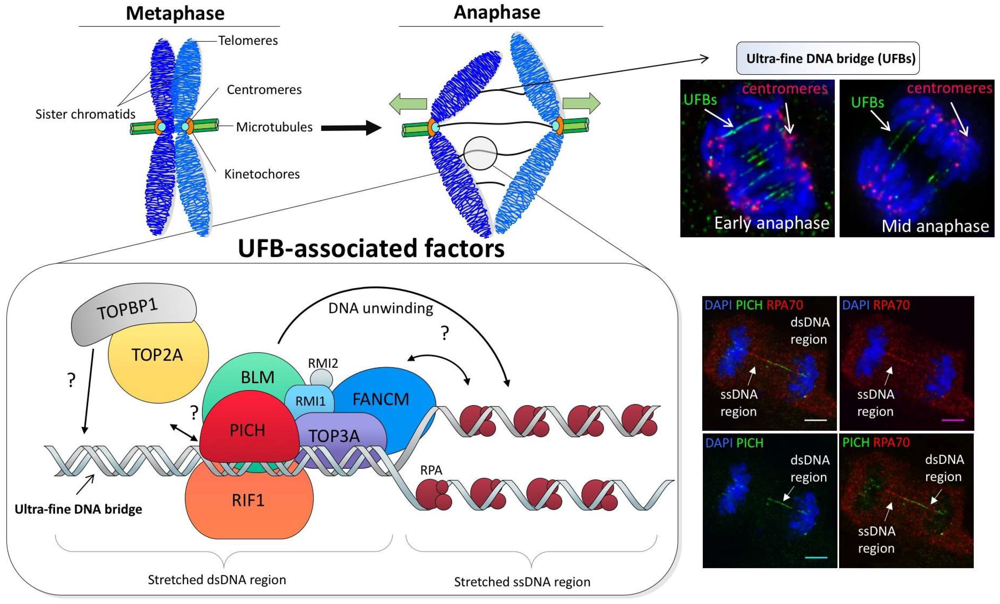Genes 09 00623 g003 Genes 09 00623 g003