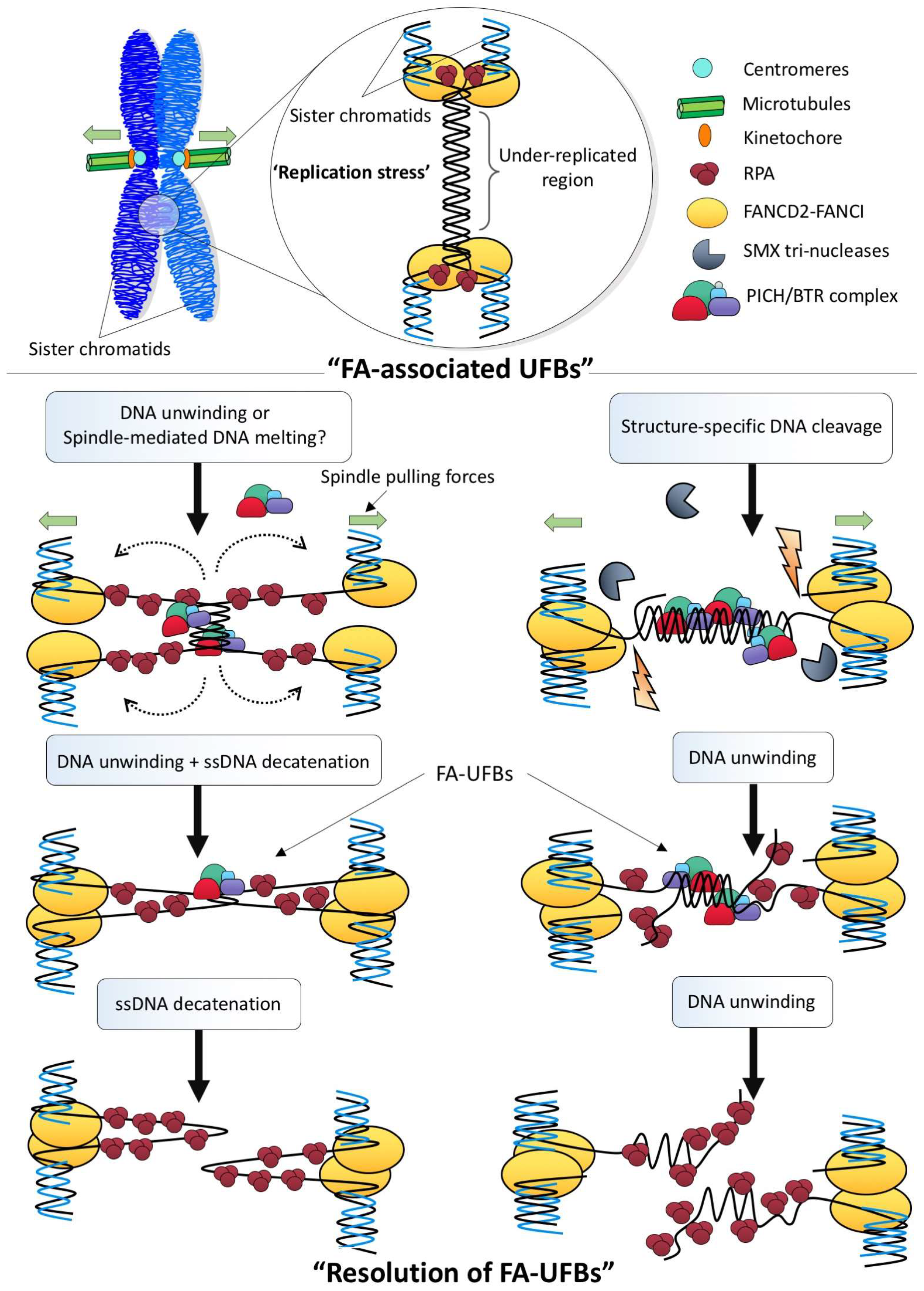 Genes 09 00623 g004 Genes 09 00623 g004