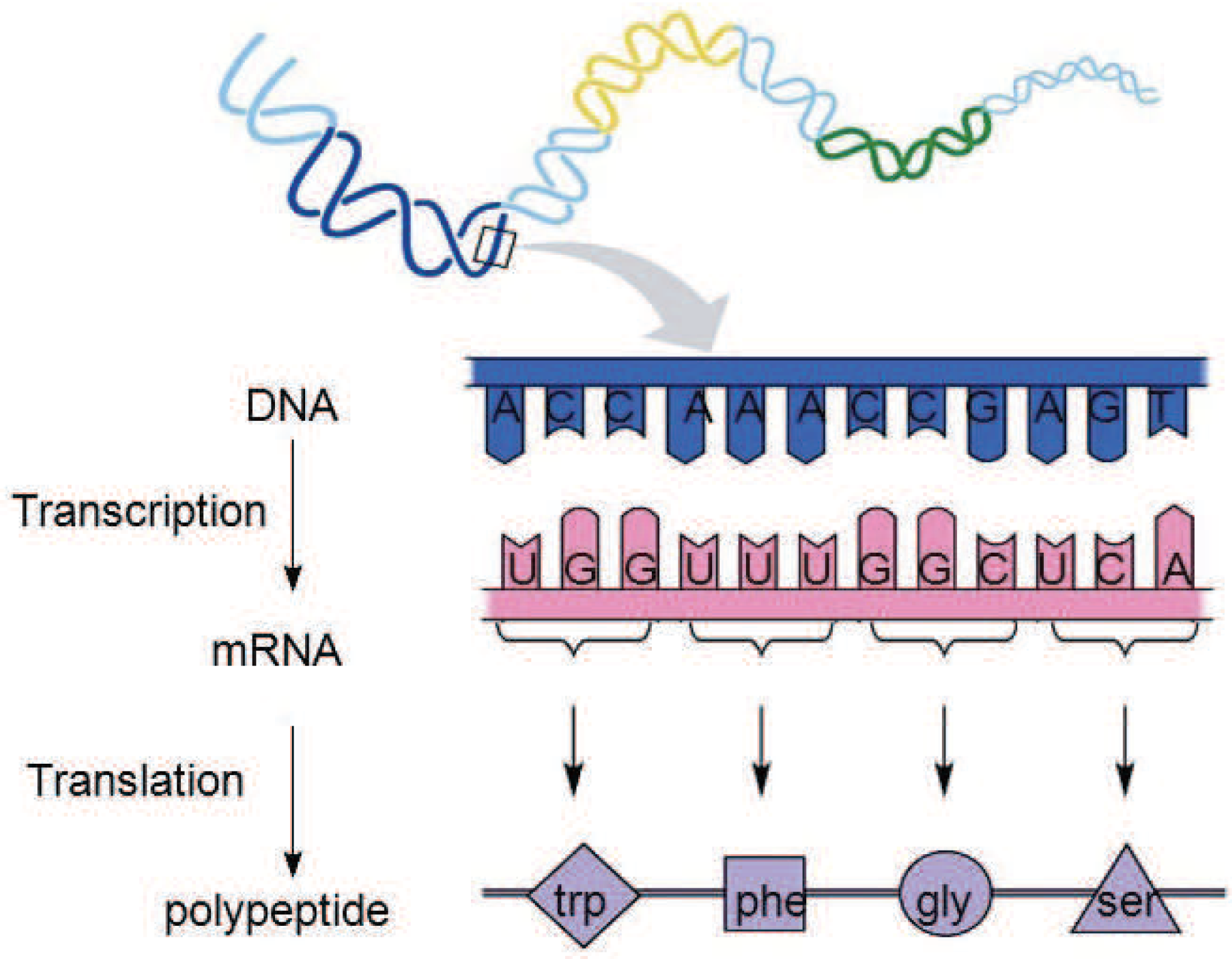 Genes 09 00626 g007 Genes 09 00626 g007