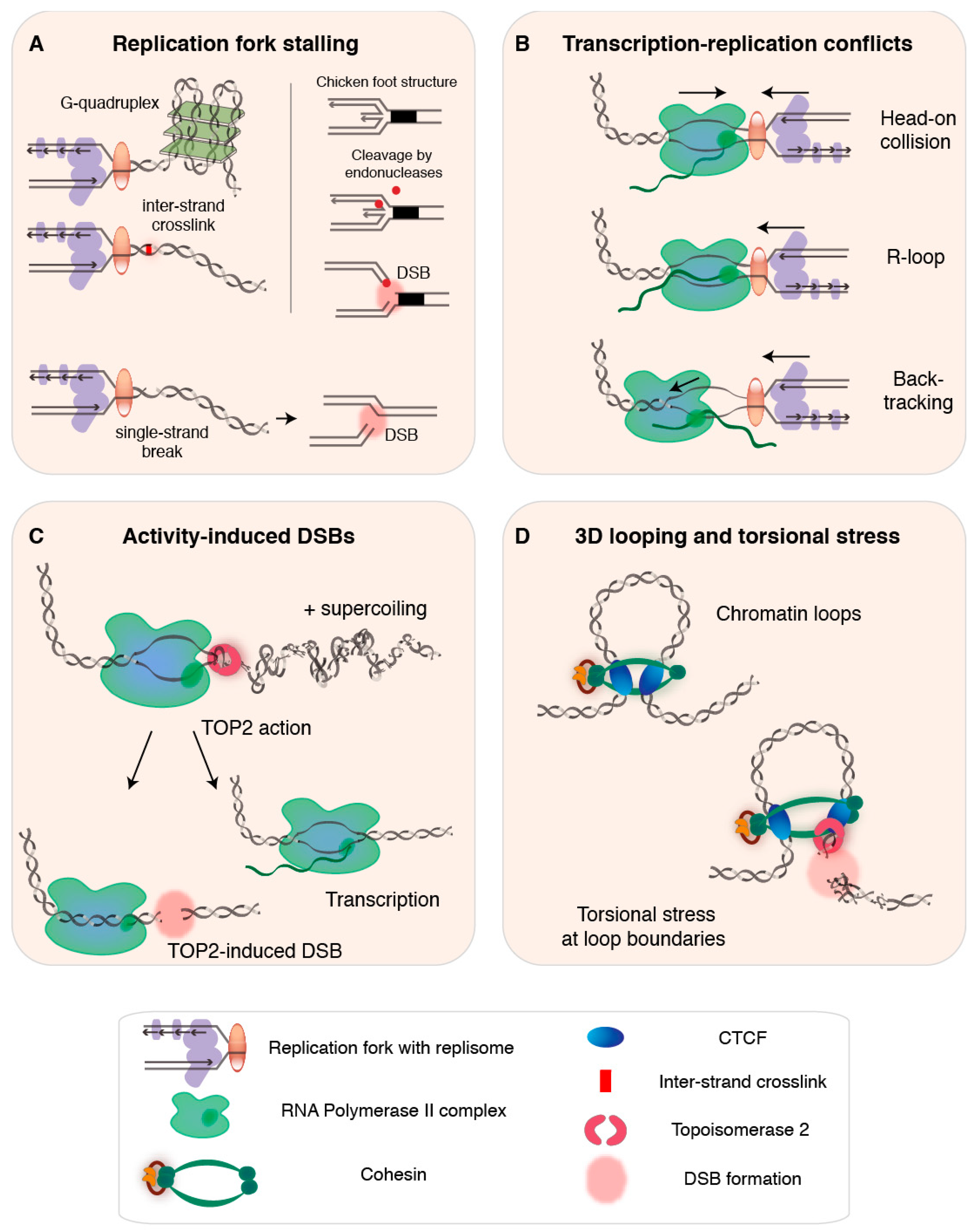 Genes 09 00632 g001 Genes 09 00632 g001
