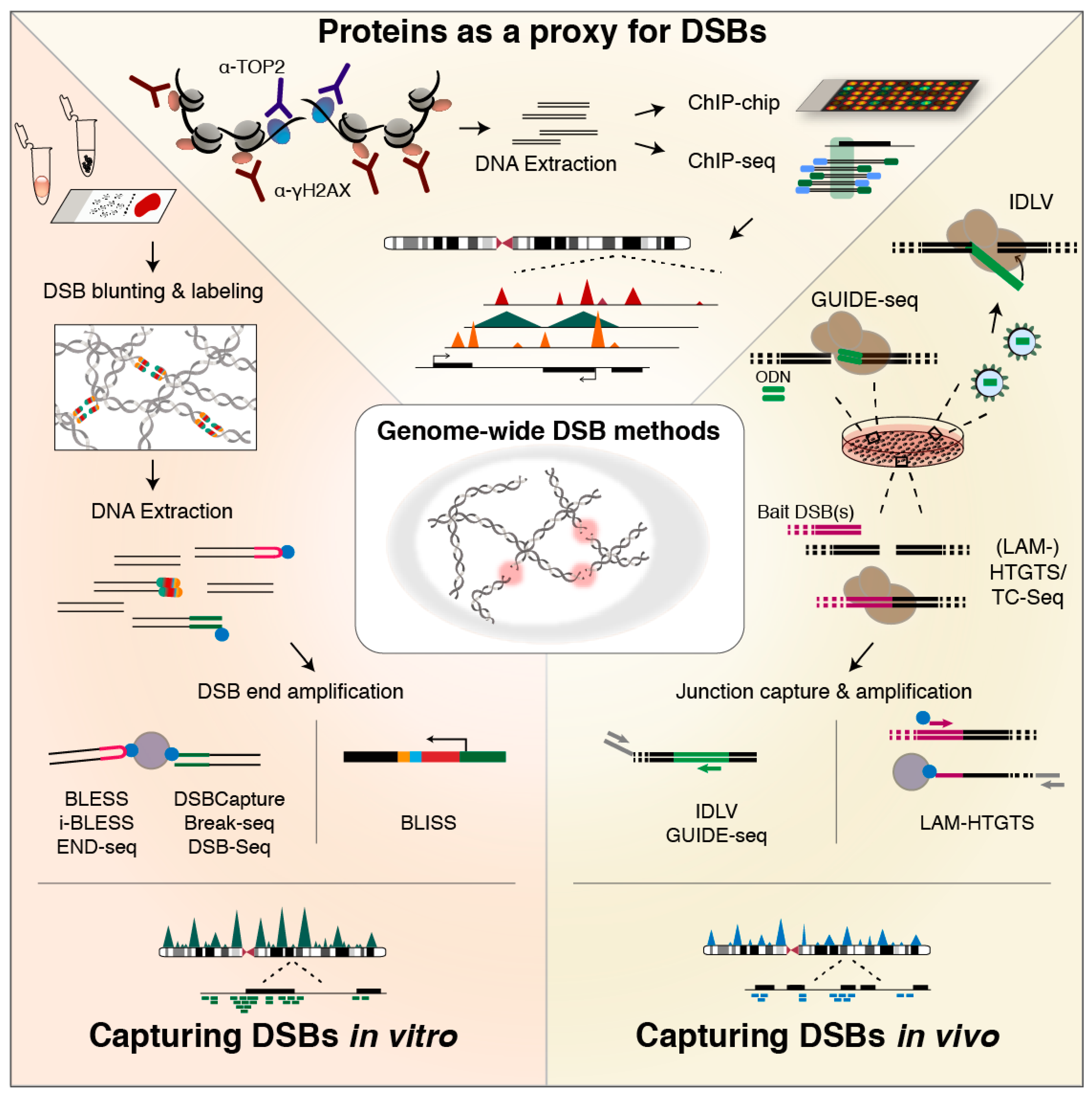 Genes 09 00632 g002 Genes 09 00632 g002