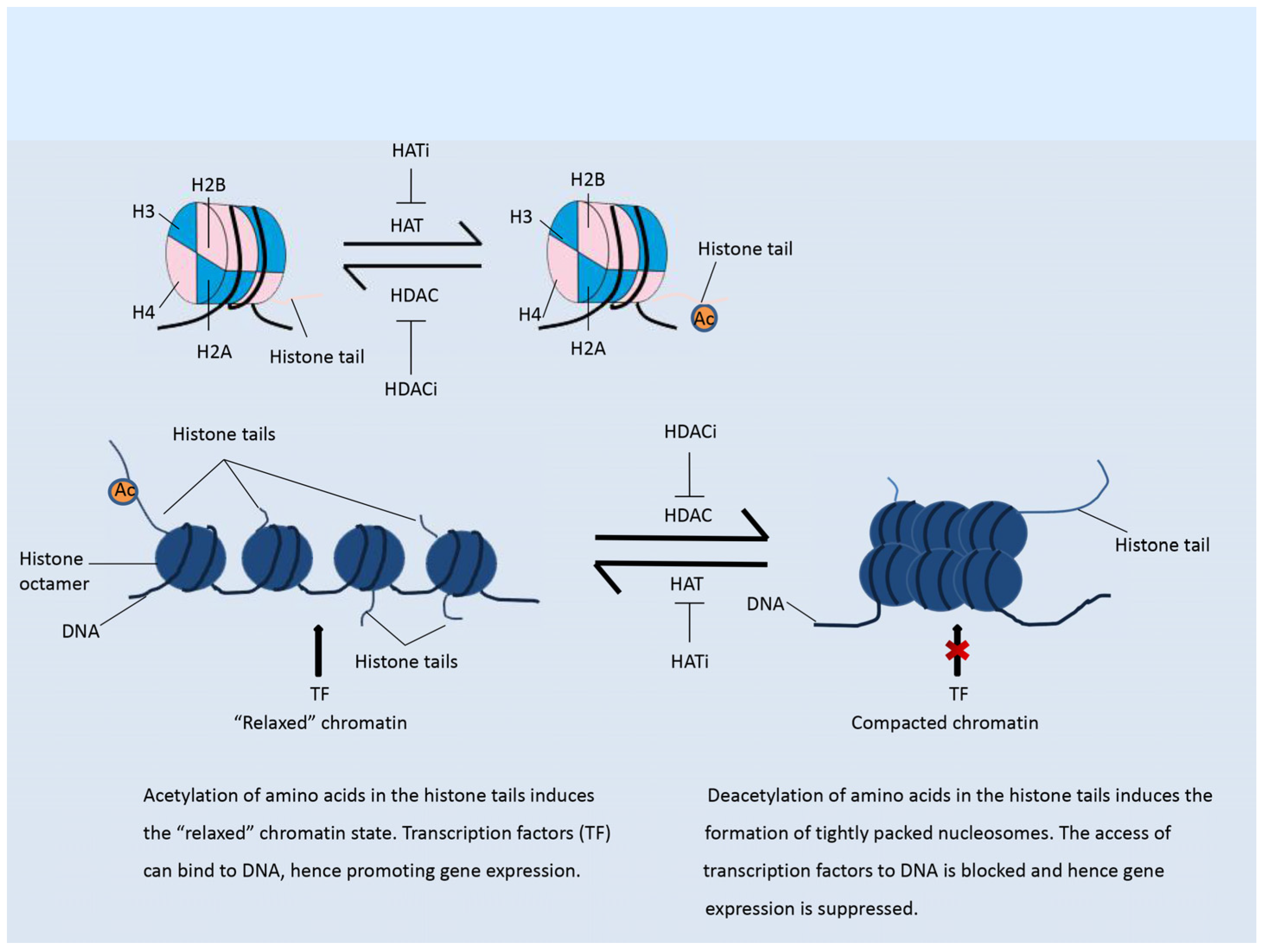 Genes 09 00633 g001