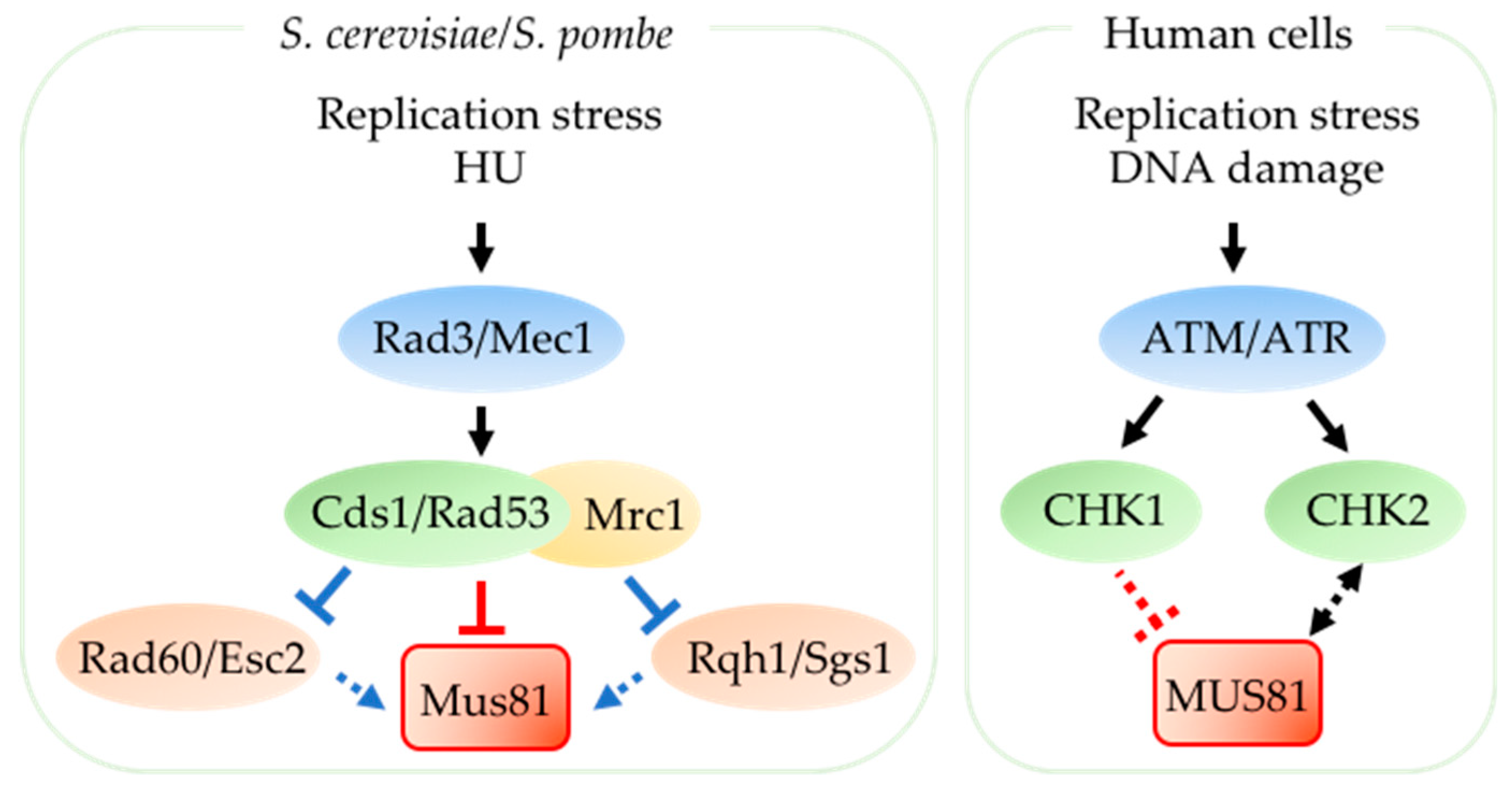 Genes 09 00634 g003
