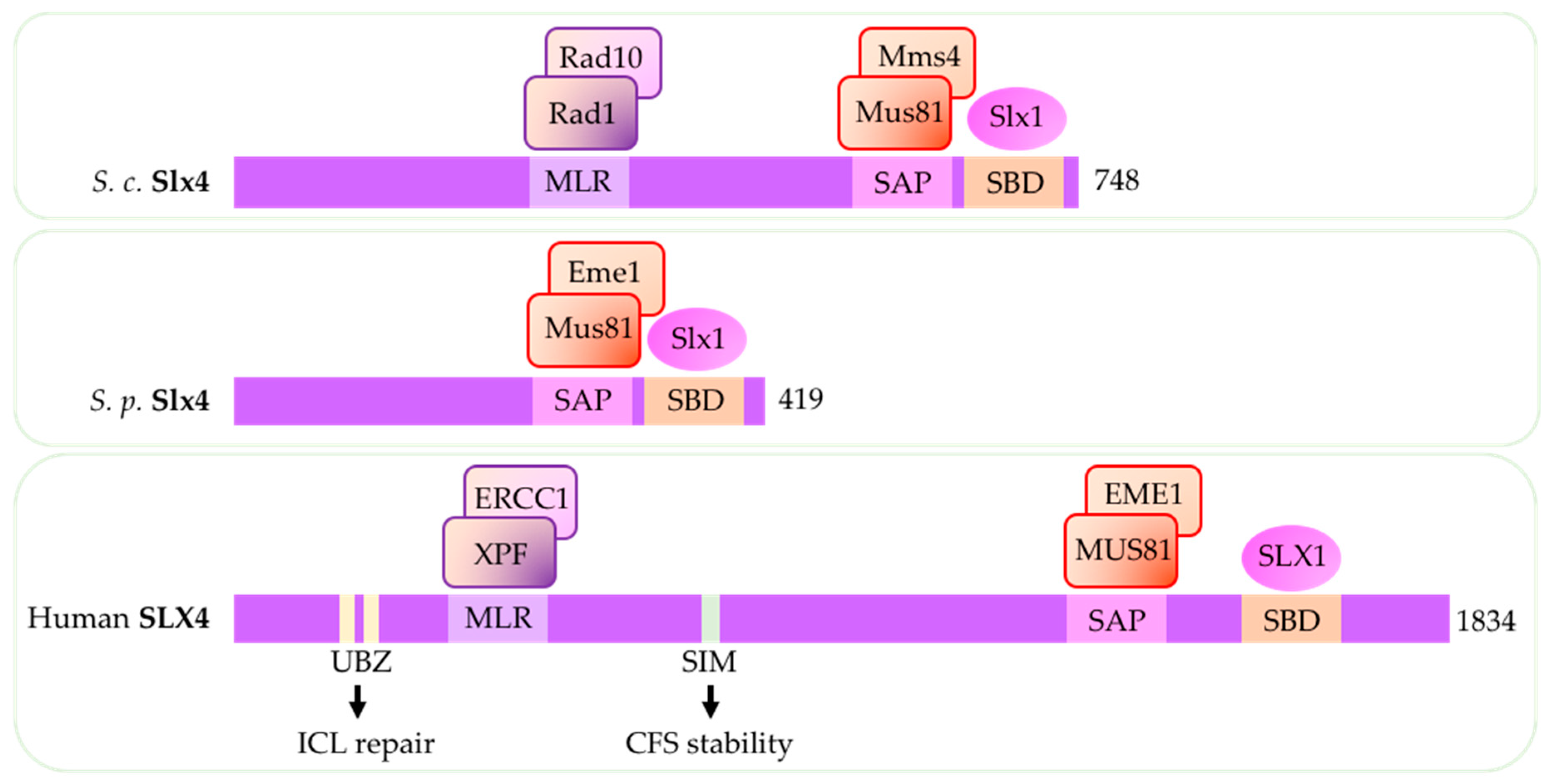 Genes 09 00634 g004