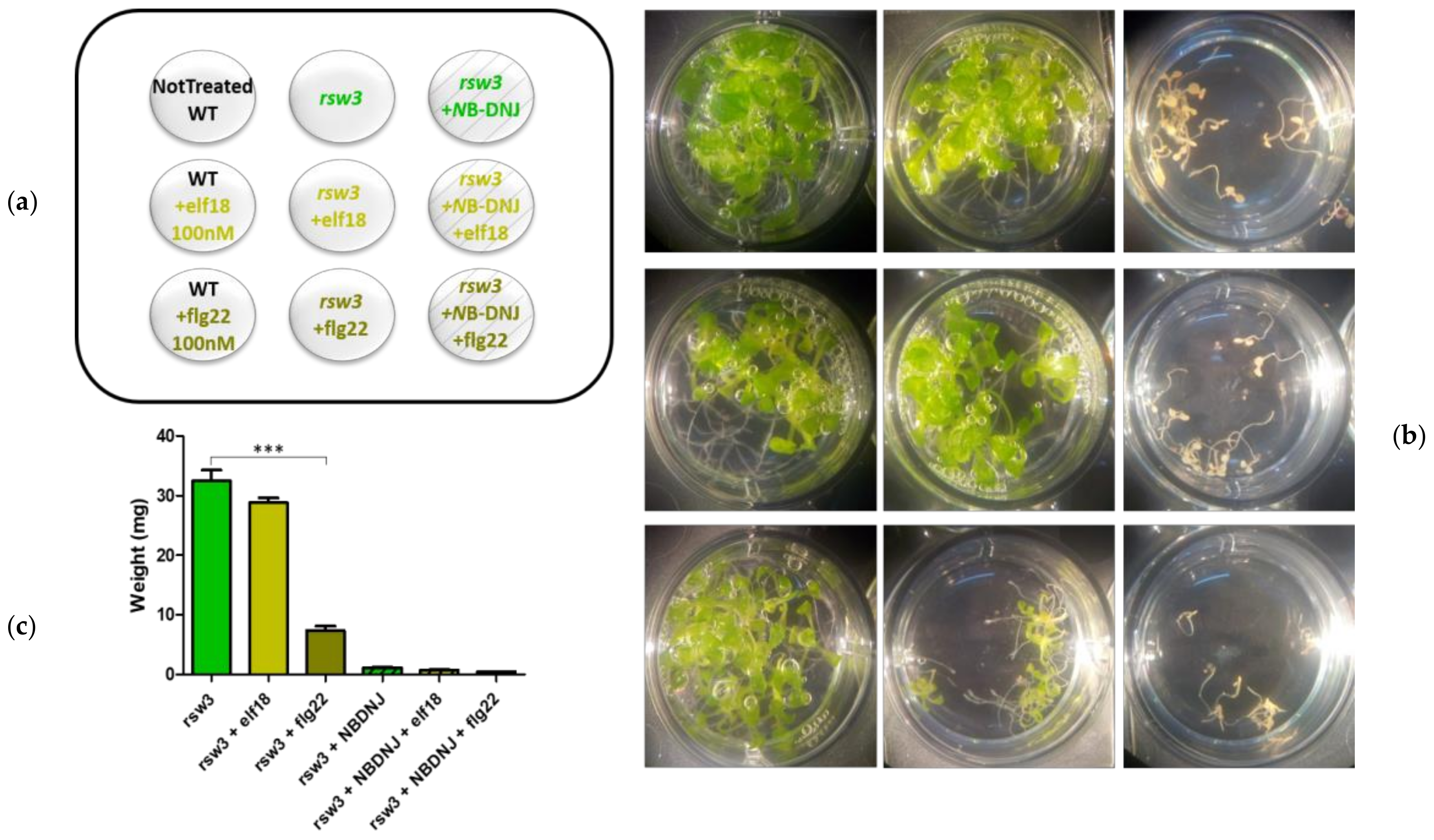 Genes 10 00015 g002