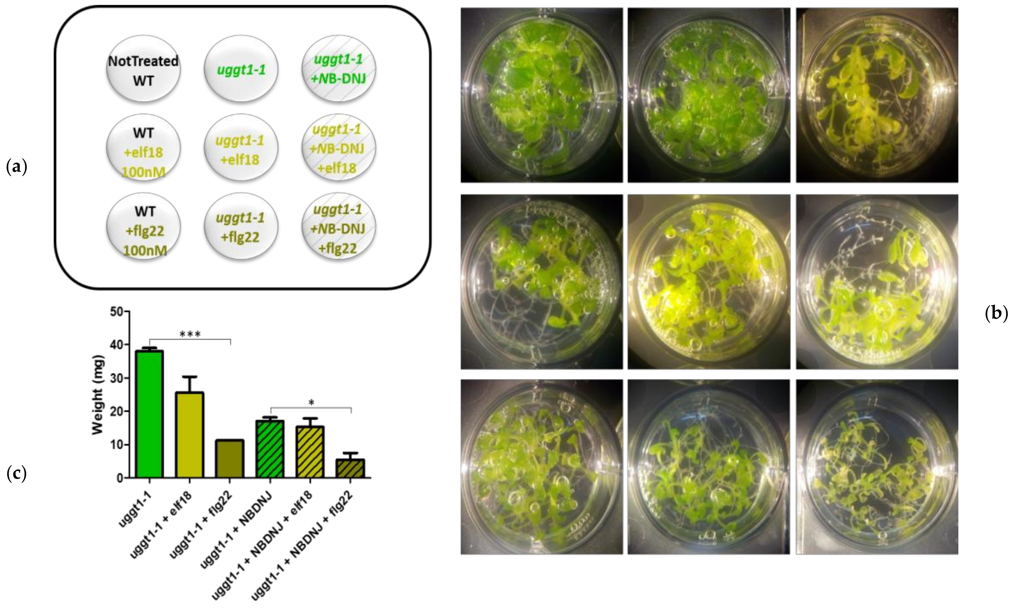 Genes 10 00015 g004