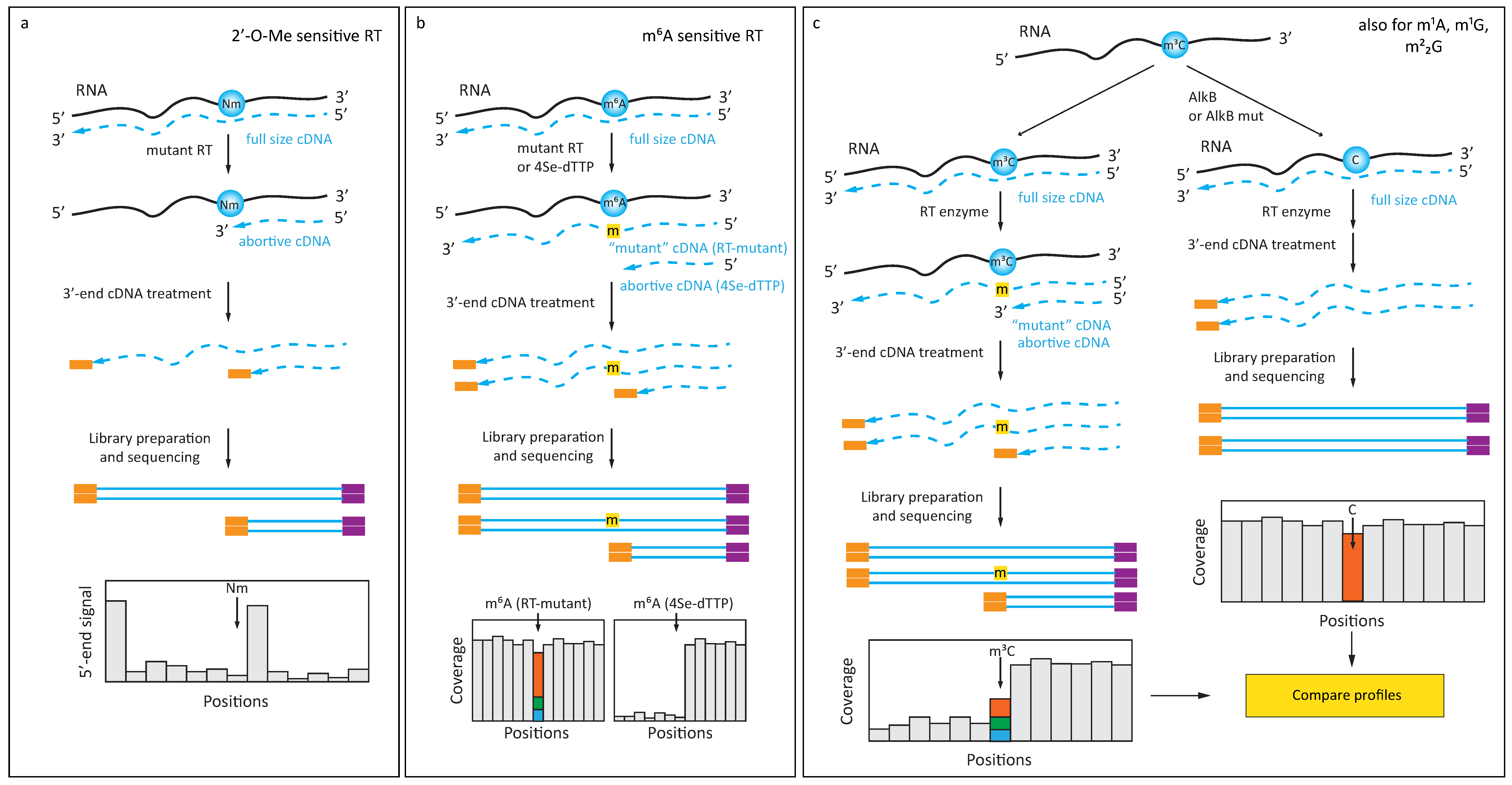 Genes 10 00035 g001