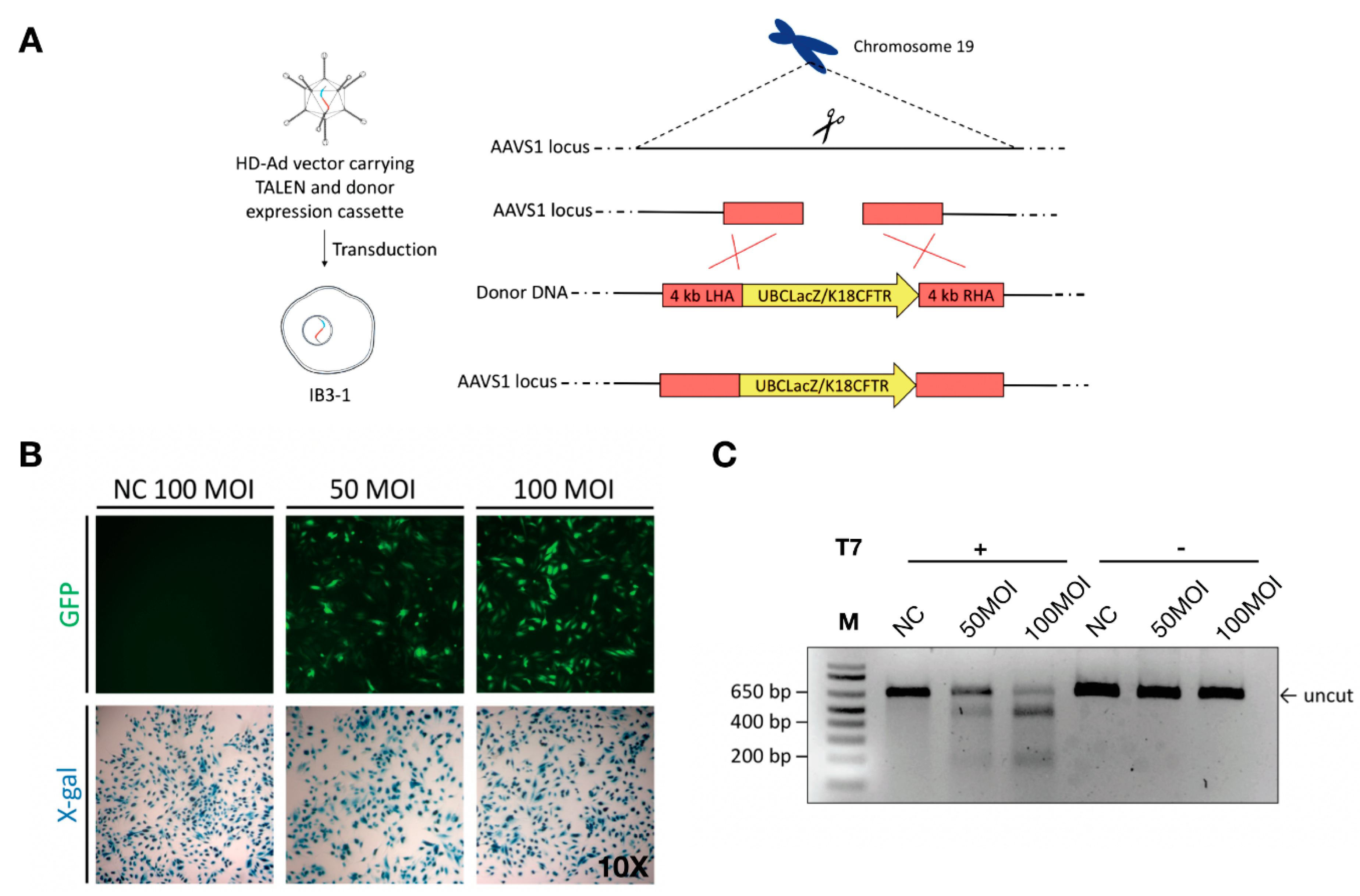 Genes 10 00039 g001 Genes 10 00039 g001