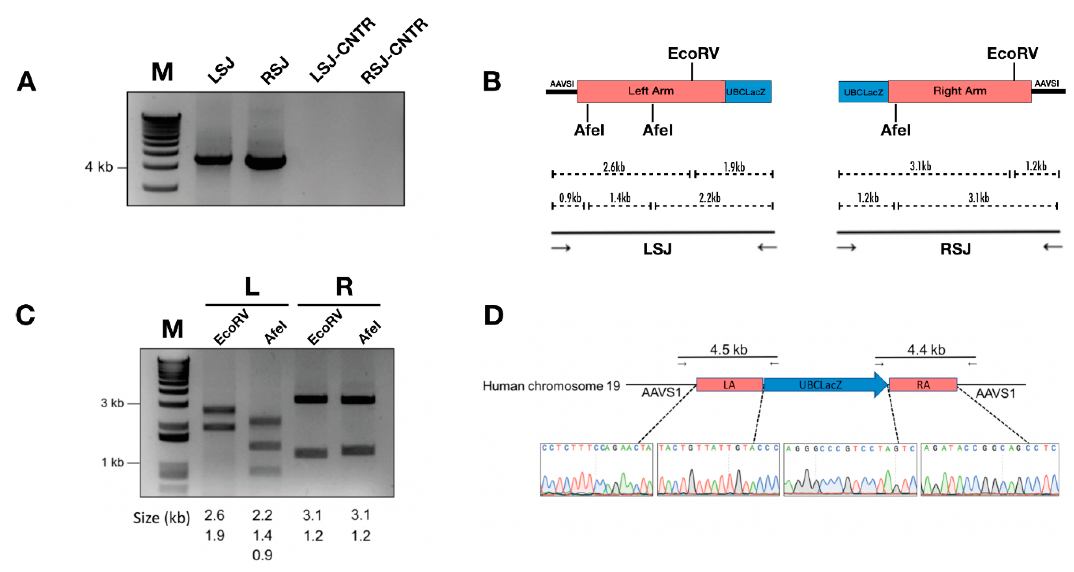 Genes 10 00039 g002 Genes 10 00039 g002