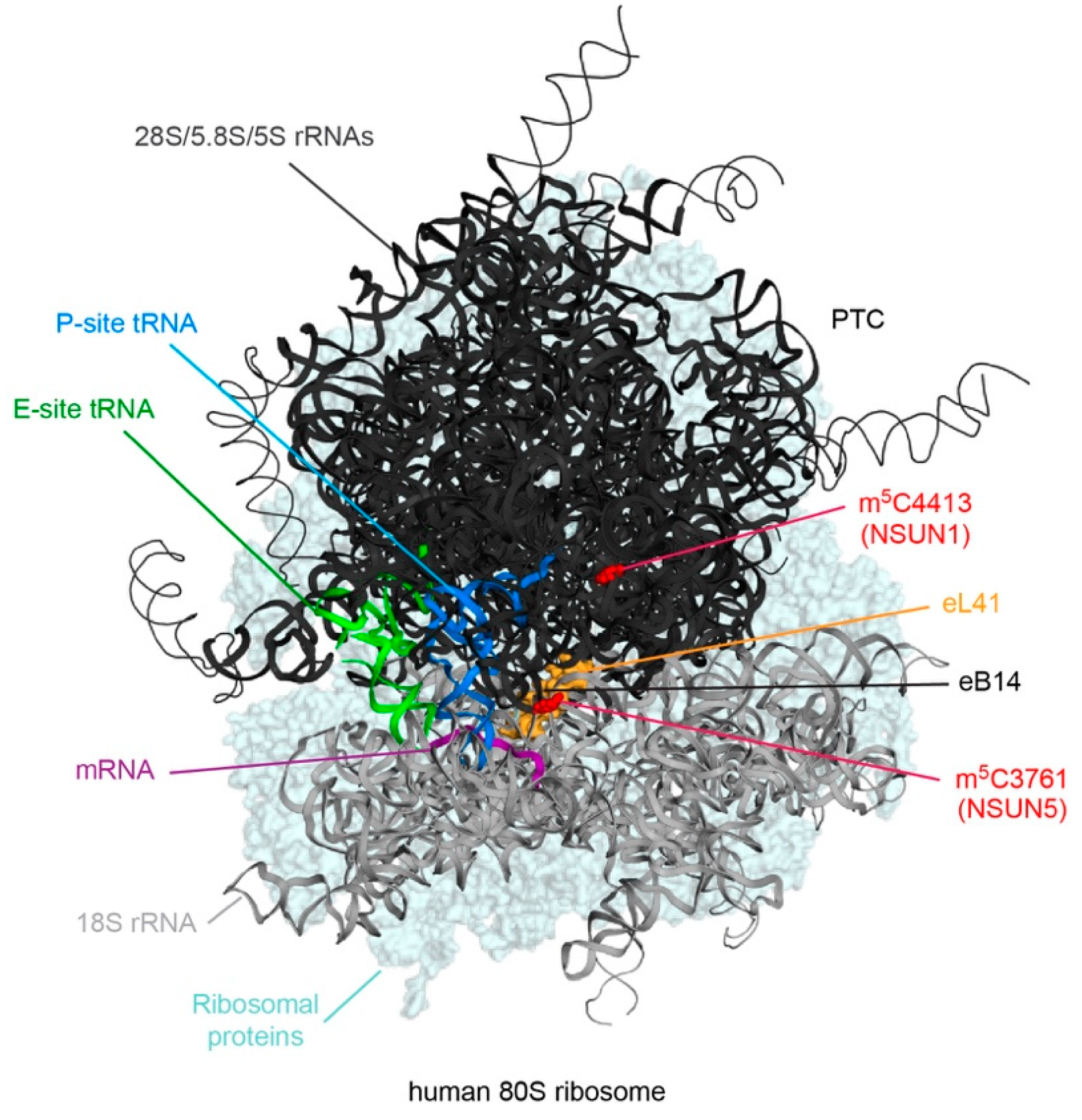 Genes 10 00102 g002 Genes 10 00102 g002