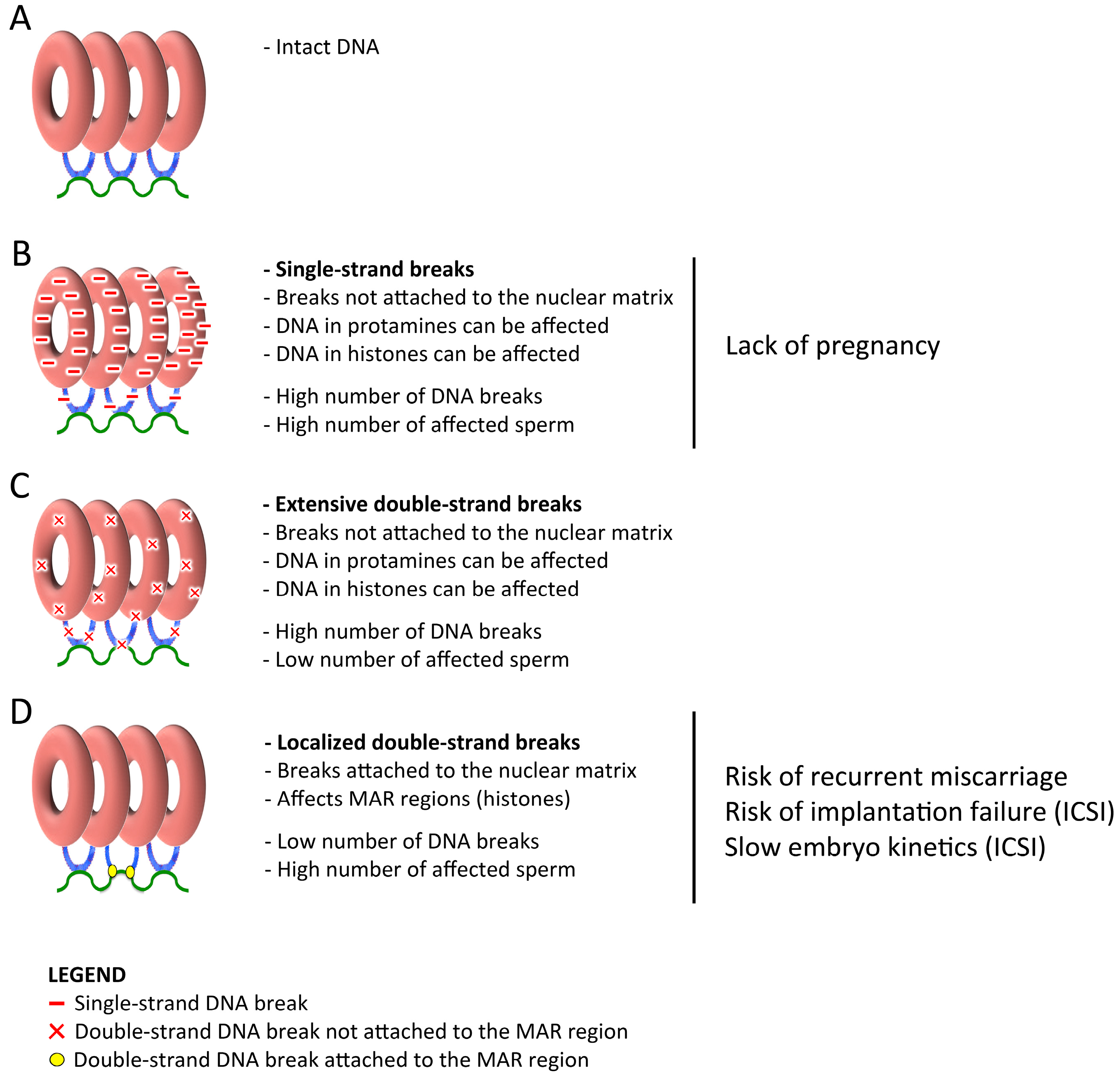 Genes 10 00105 g001