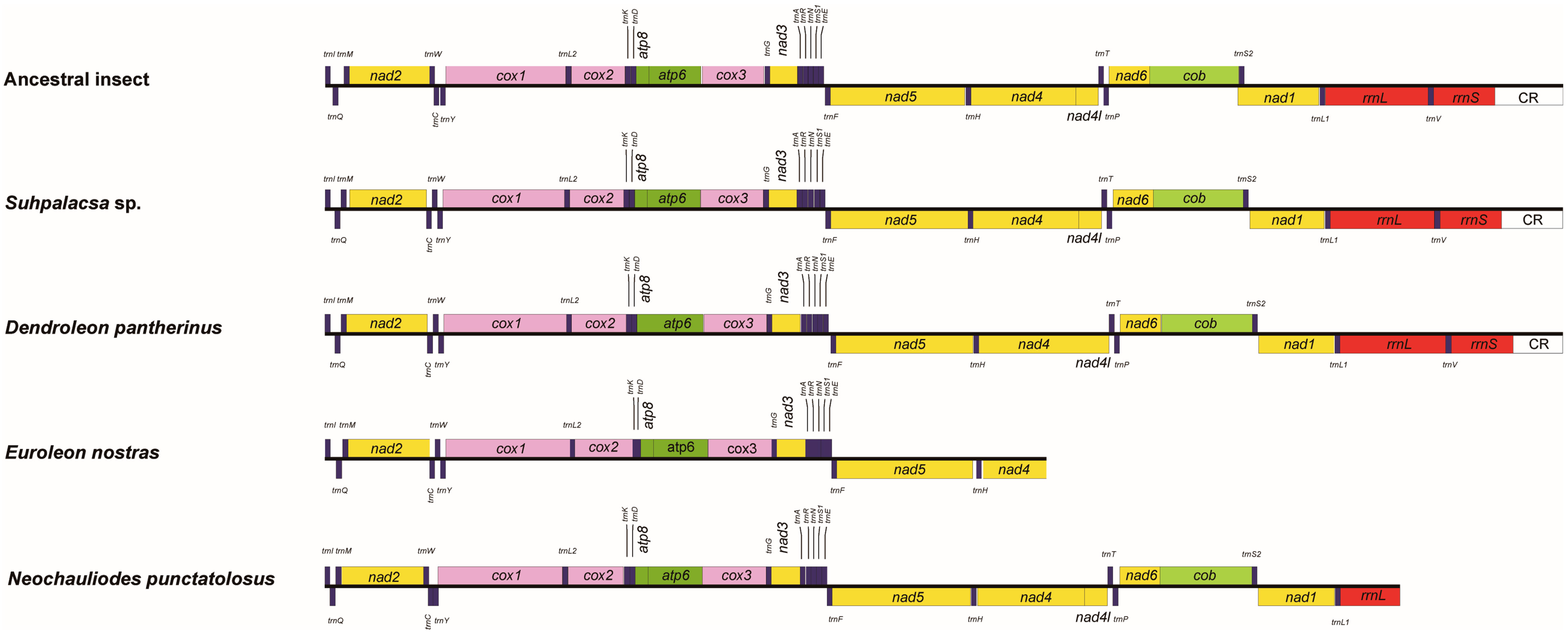 Genes 10 00108 g001 Genes 10 00108 g001