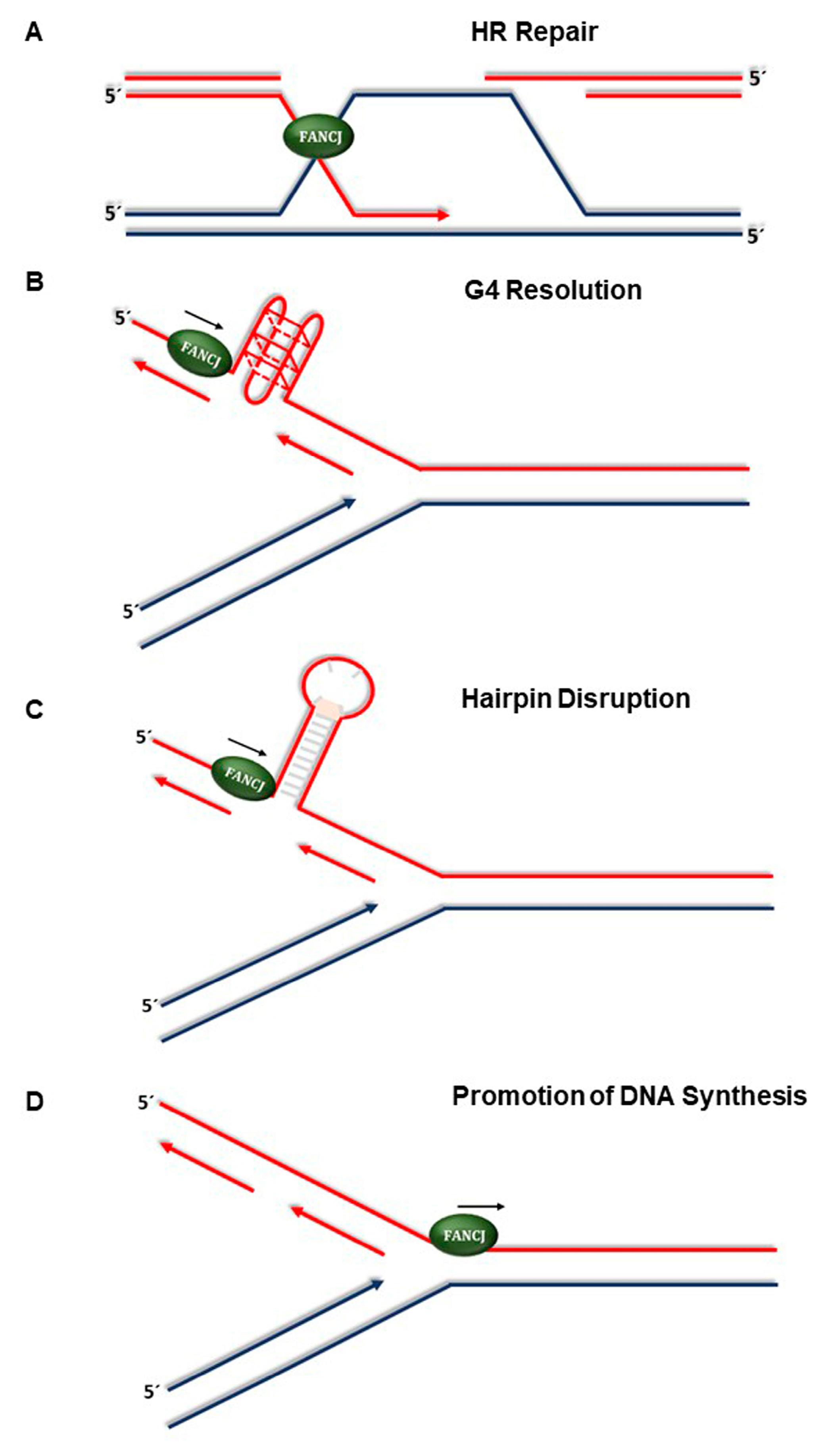 Genes 10 00170 g002 Genes 10 00170 g002