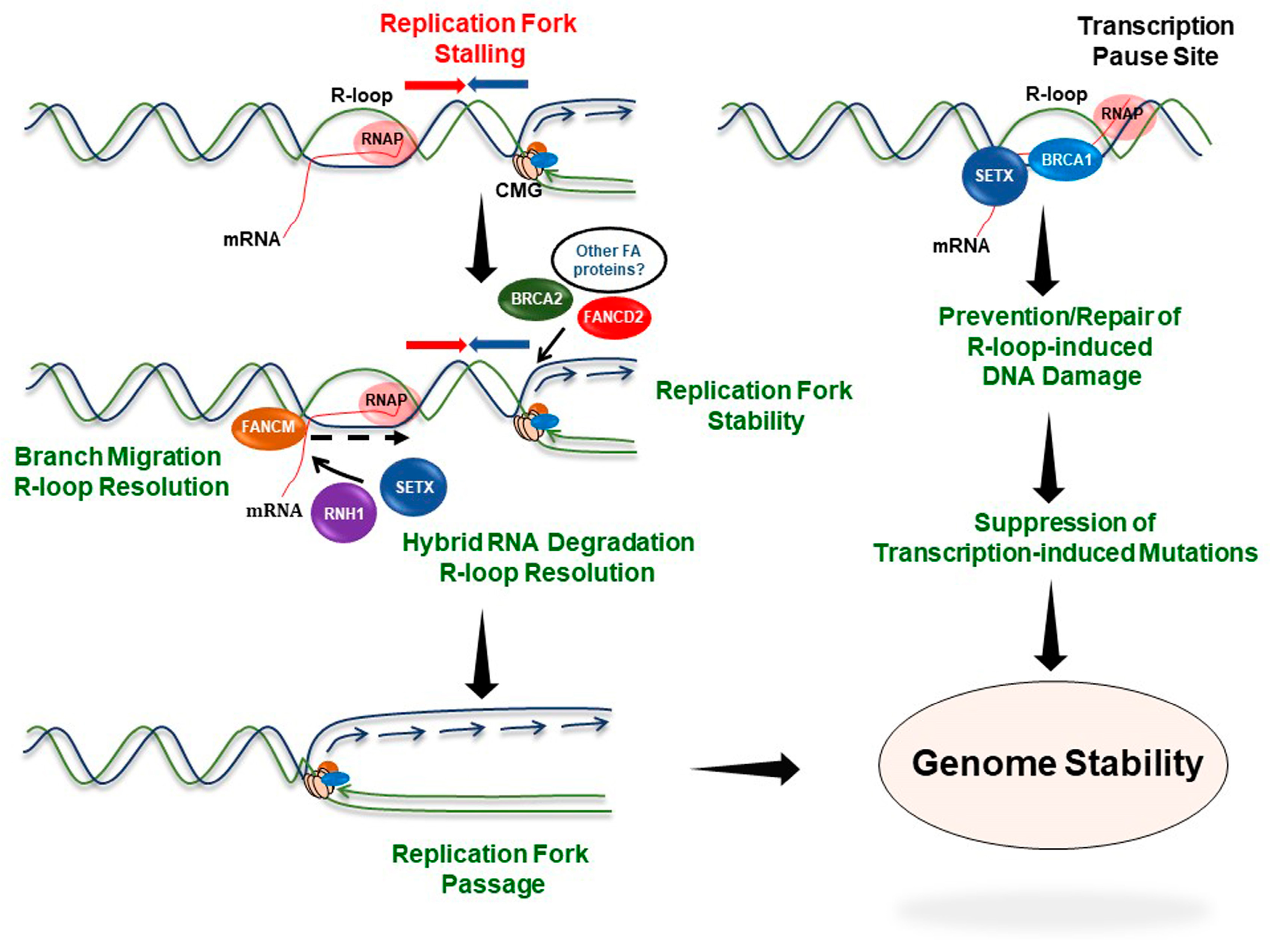 Genes 10 00170 g003 Genes 10 00170 g003