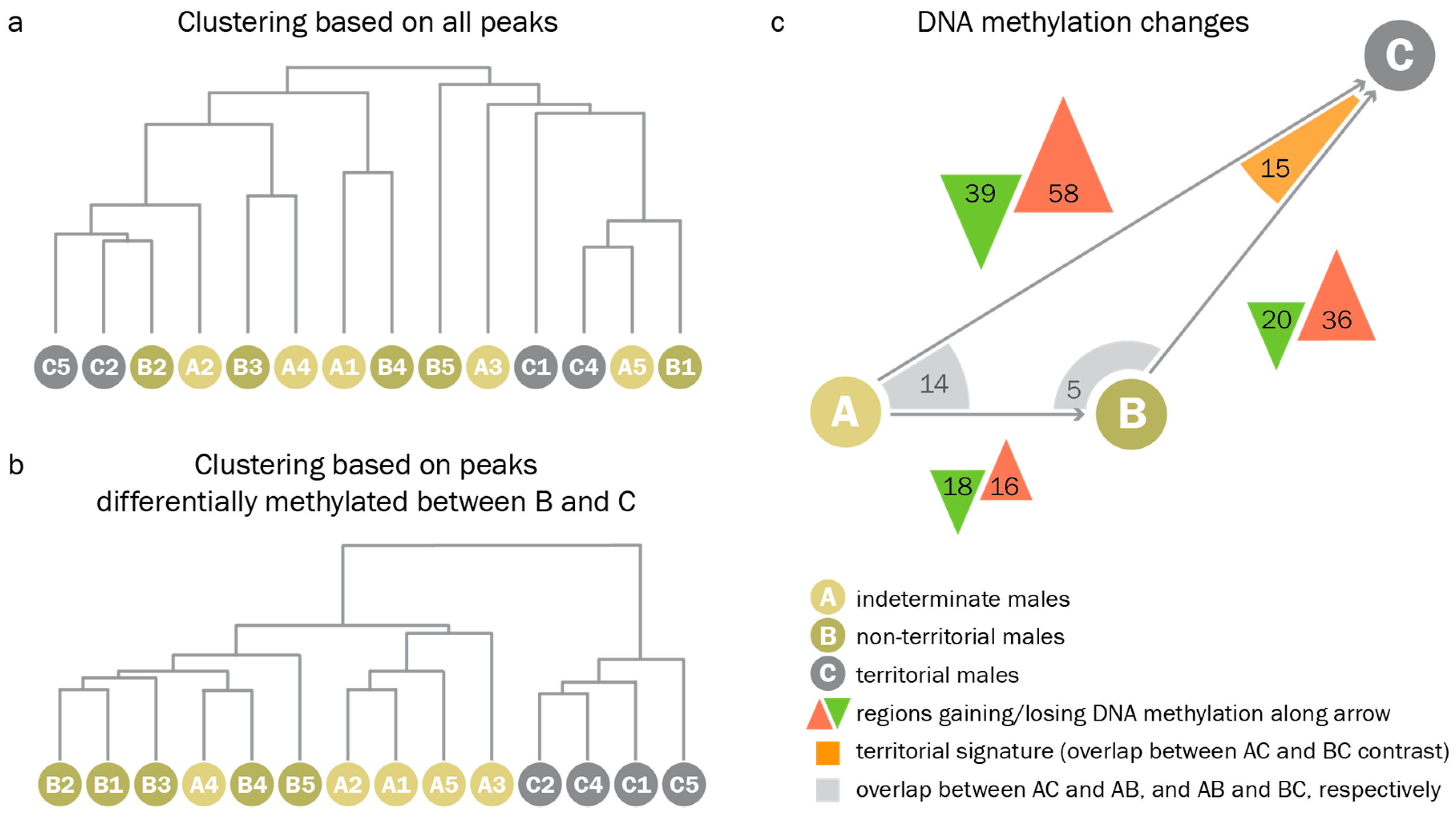 Genes 10 00219 g005