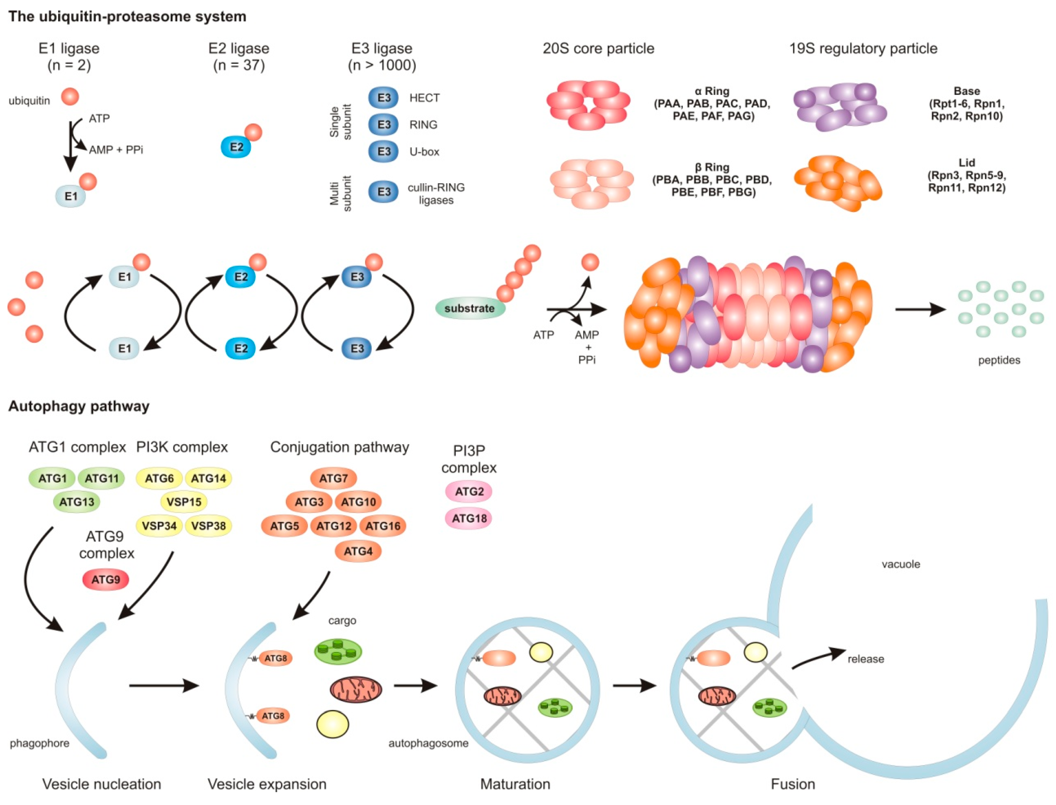 Genes 10 00267 g001