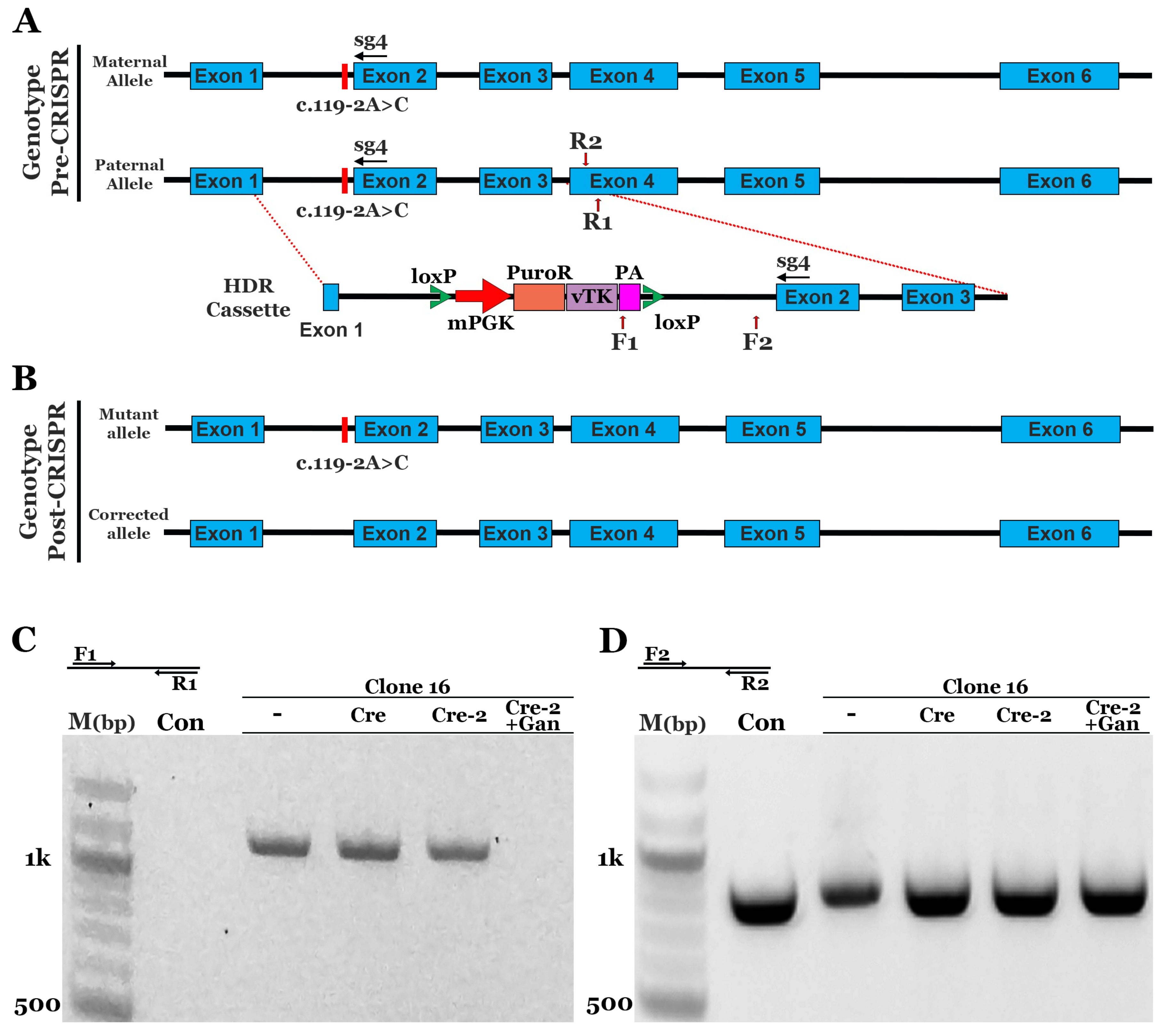 Genes 10 00278 g002 Genes 10 00278 g002
