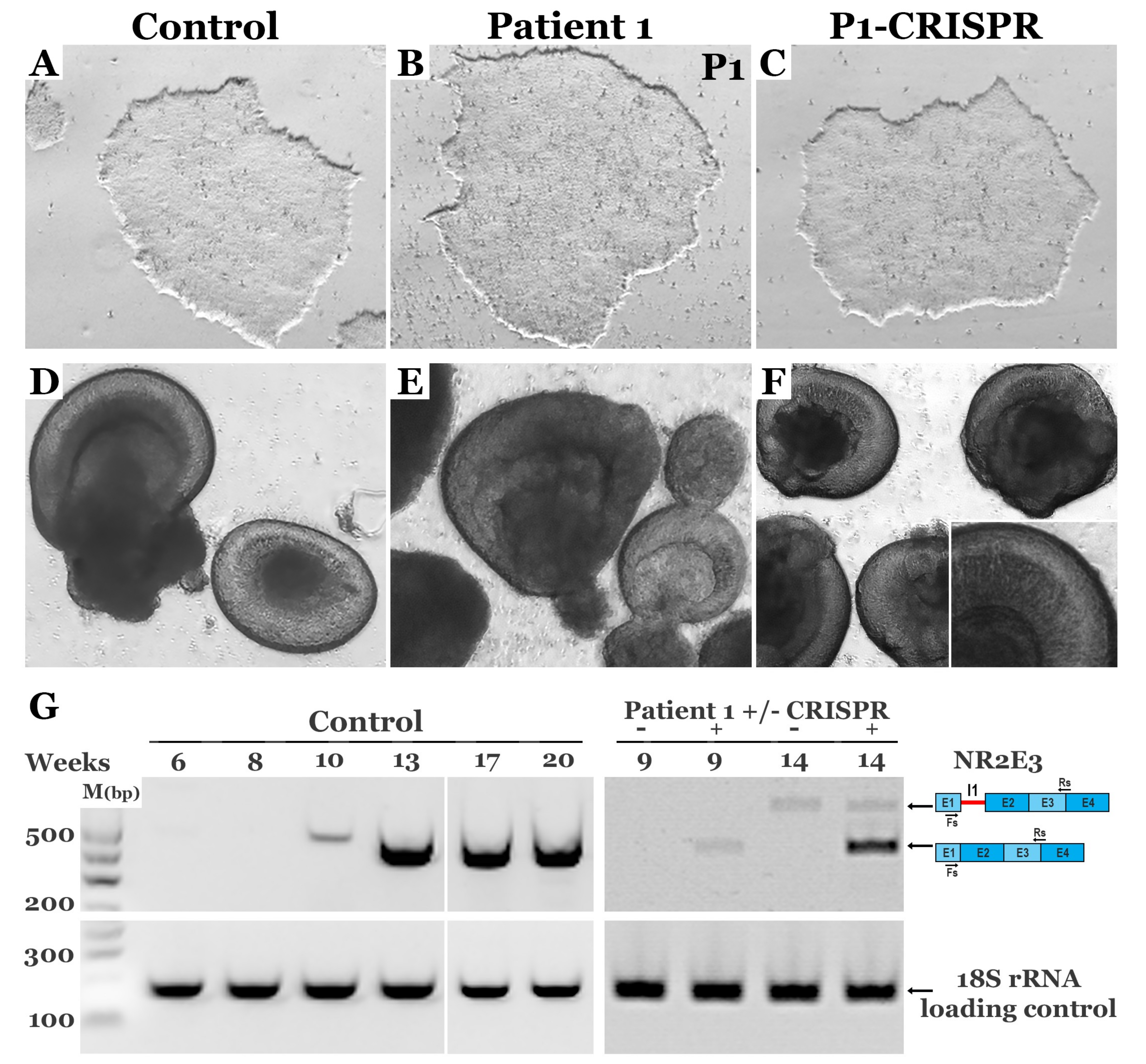 Genes 10 00278 g004 Genes 10 00278 g004