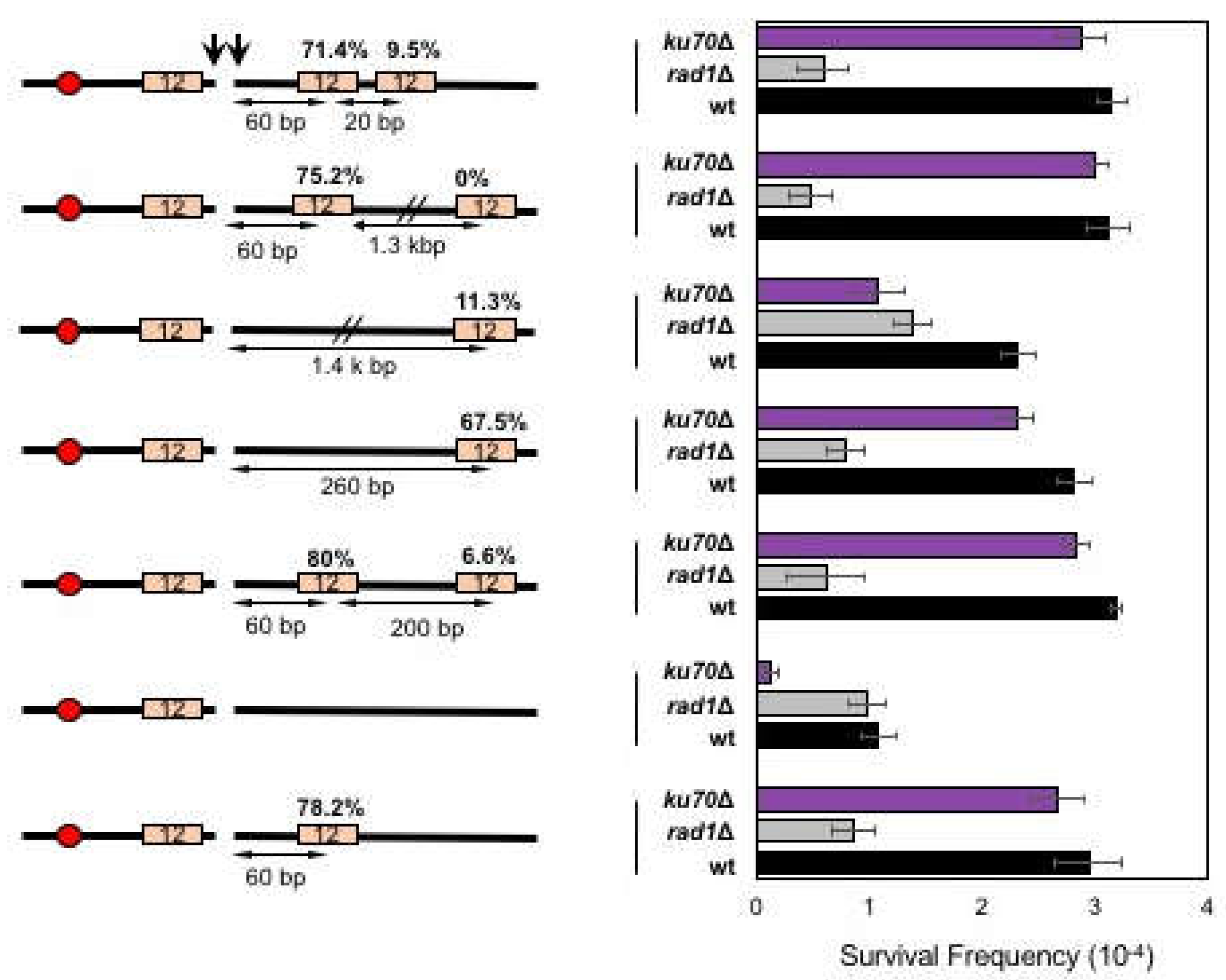 Genes 10 00284 g003