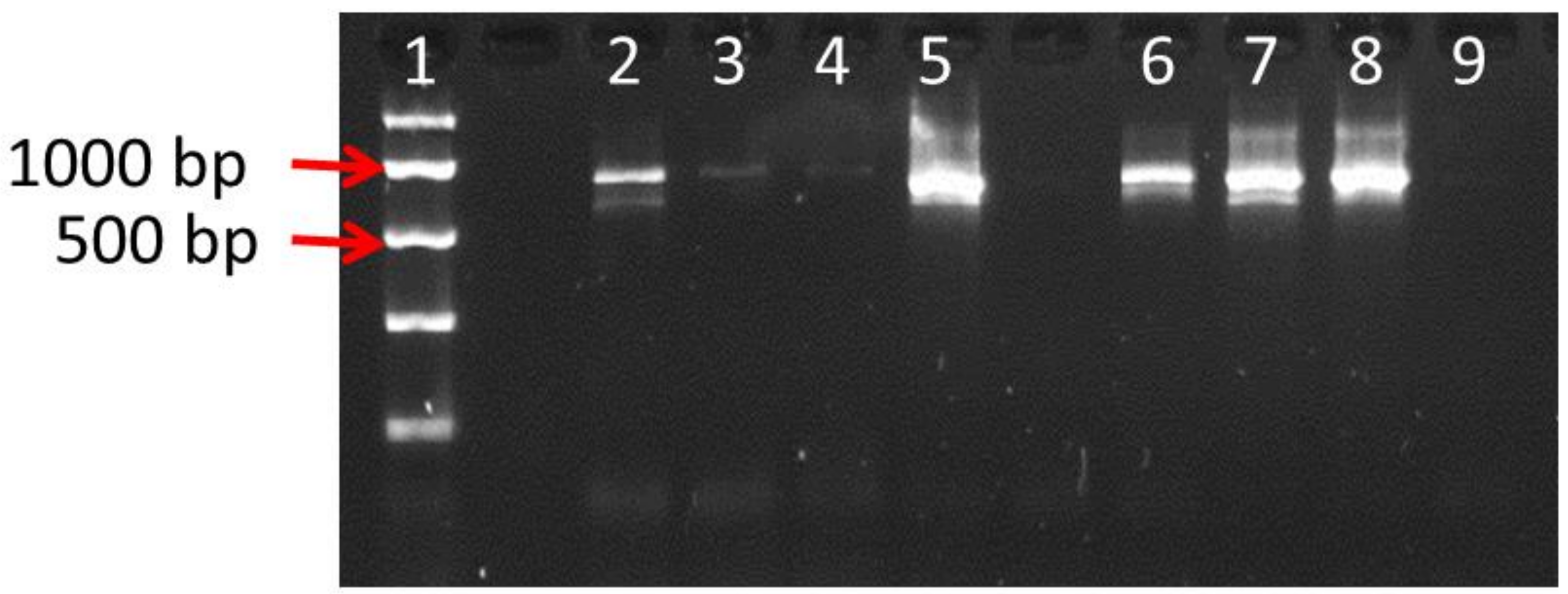 Genes 10 00286 g001 Genes 10 00286 g001