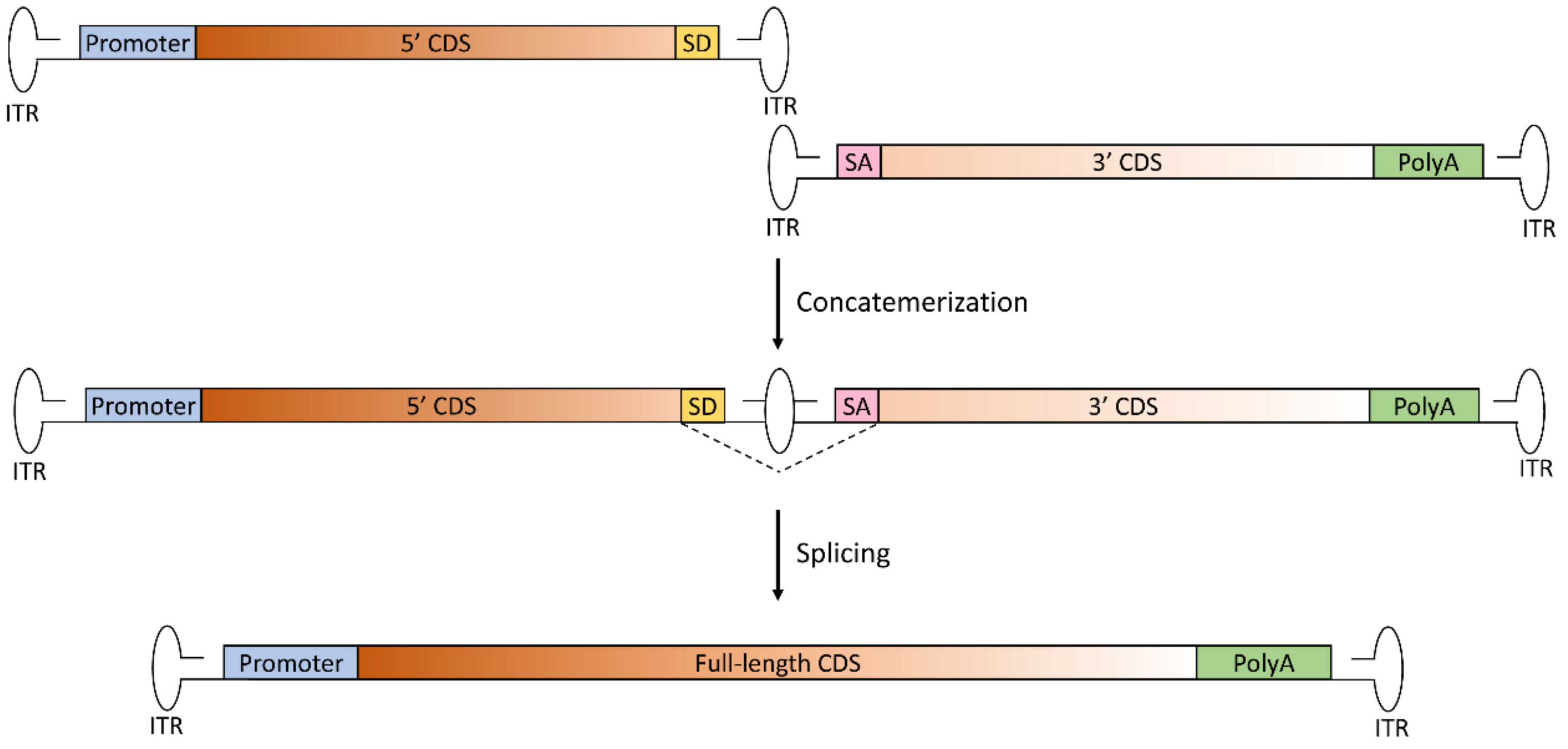 Genes 10 00287 g001