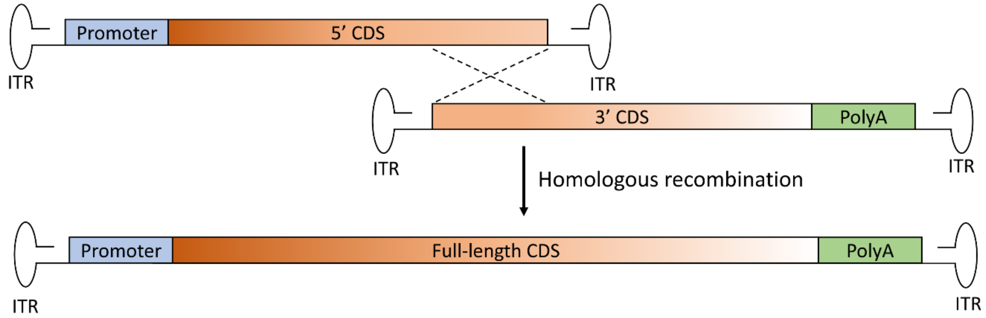 Genes 10 00287 g002