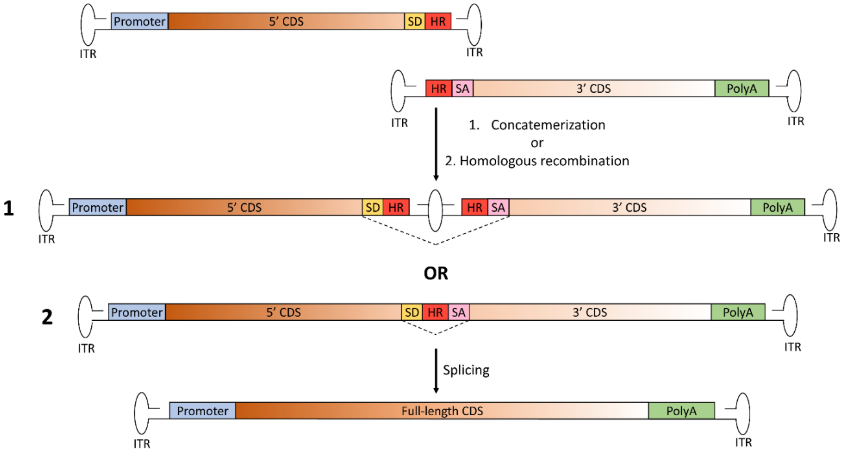 Genes 10 00287 g003
