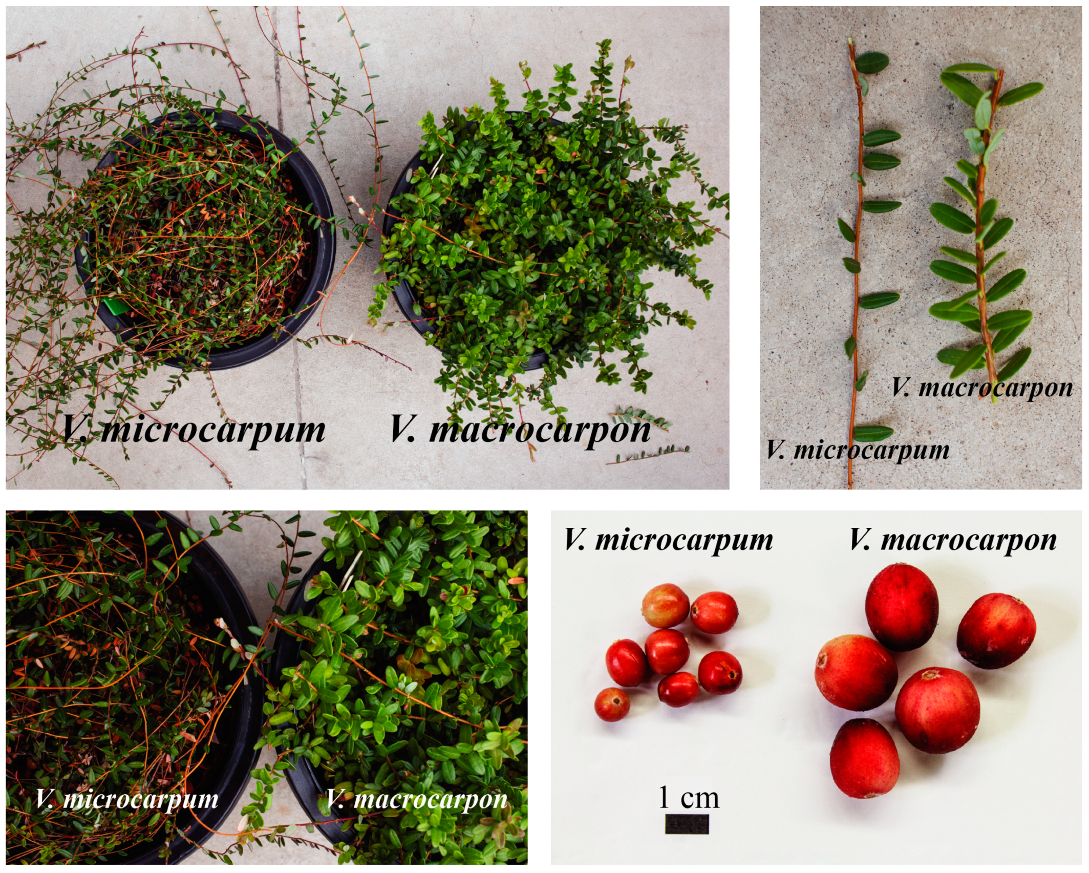 Genes 10 00291 g001 Genes 10 00291 g001
