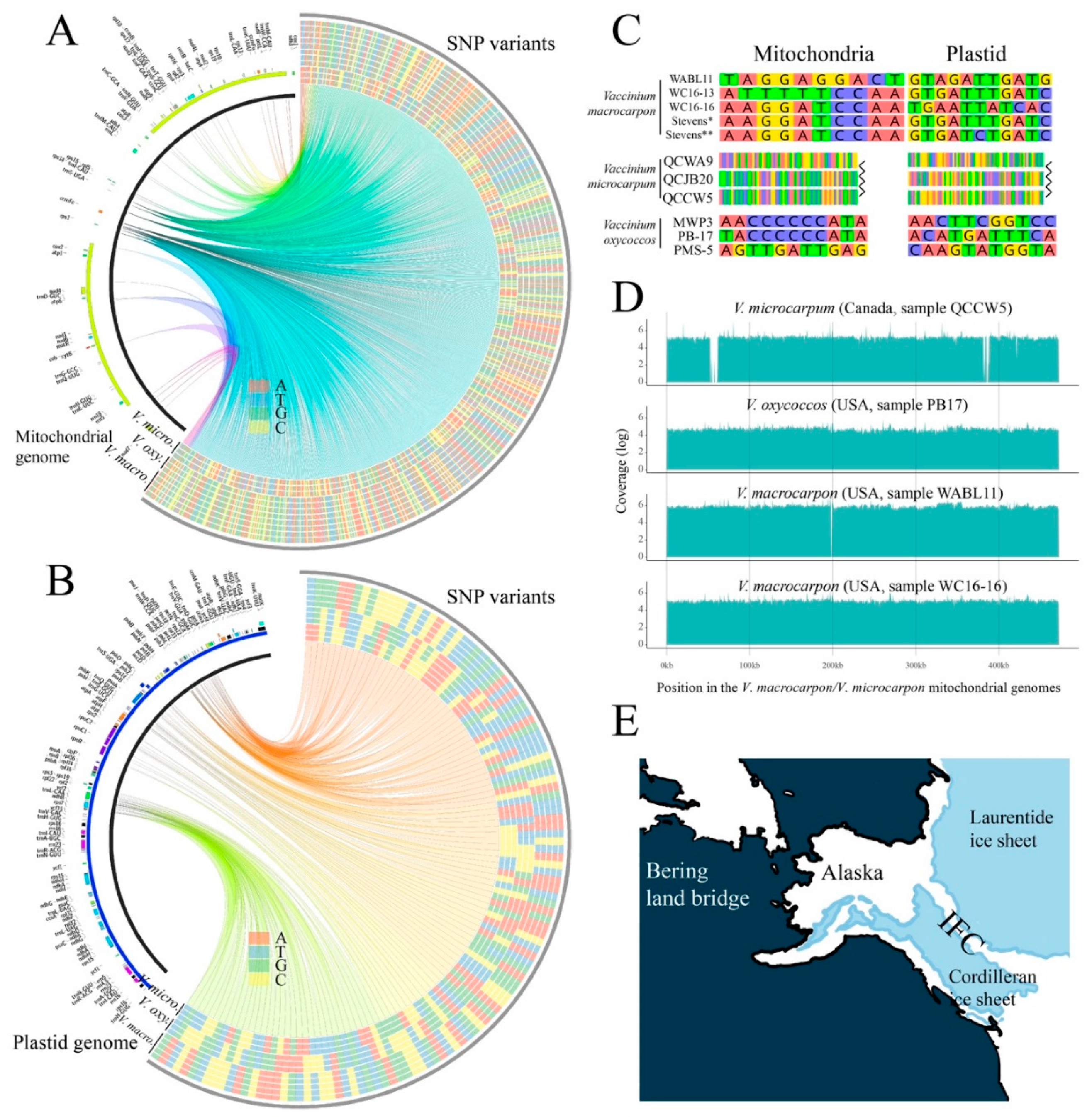 Genes 10 00291 g004 Genes 10 00291 g004