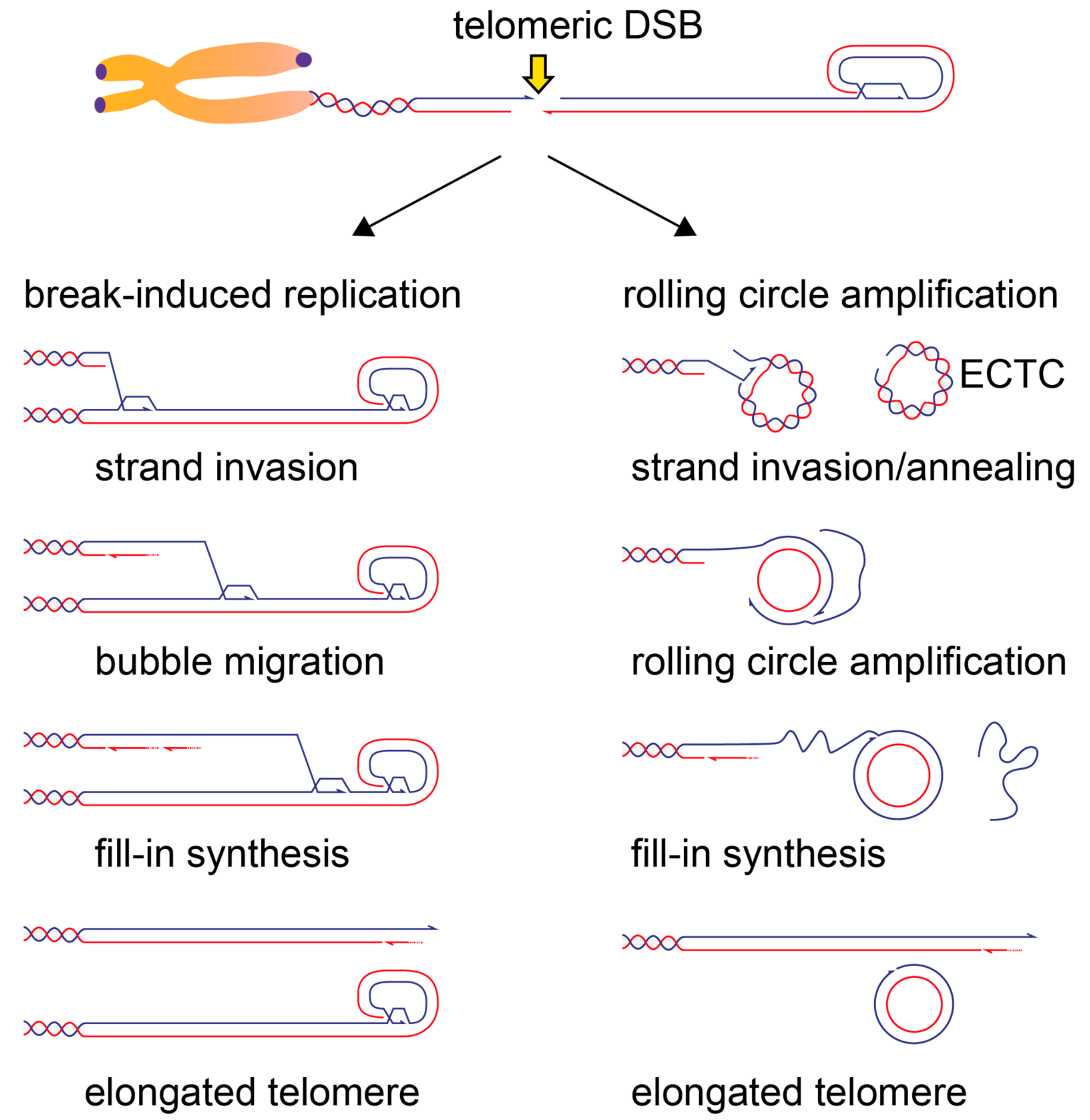 Genes 10 00318 g005