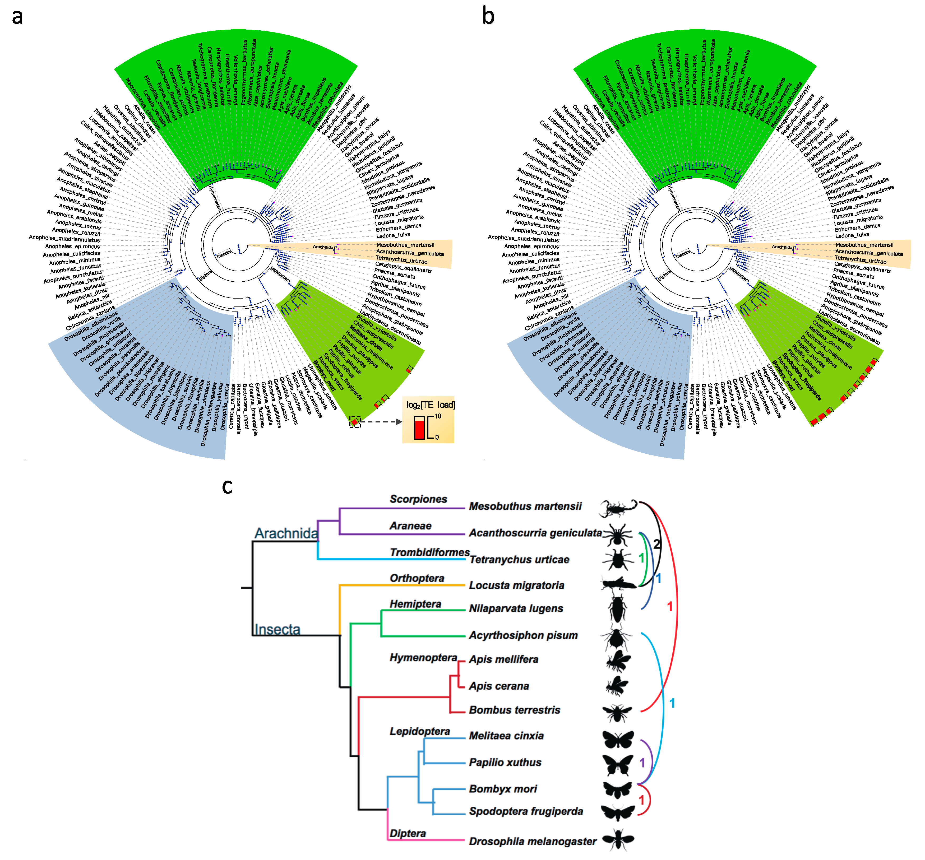 Genes 10 00338 g007