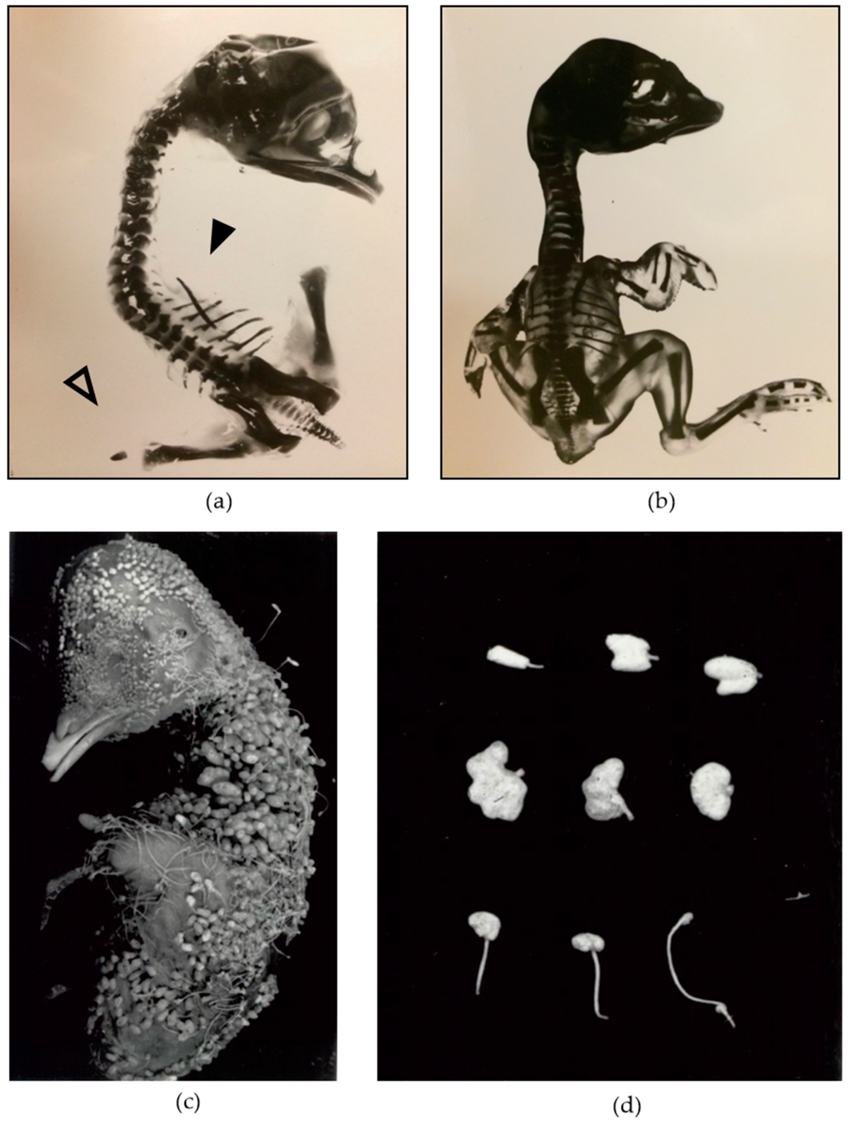Genes 10 00353 g001 Genes 10 00353 g001
