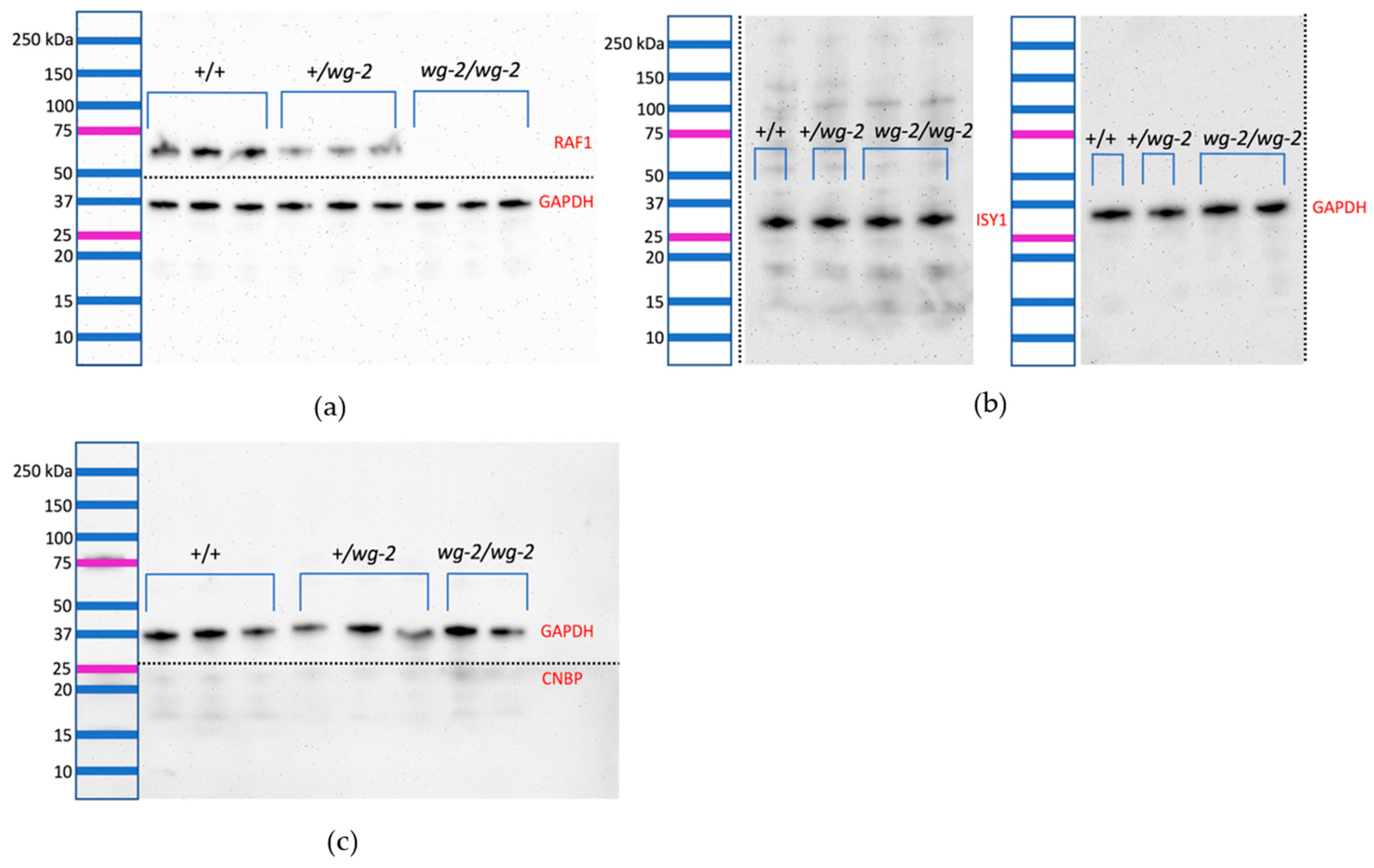 Genes 10 00353 g003 Genes 10 00353 g003