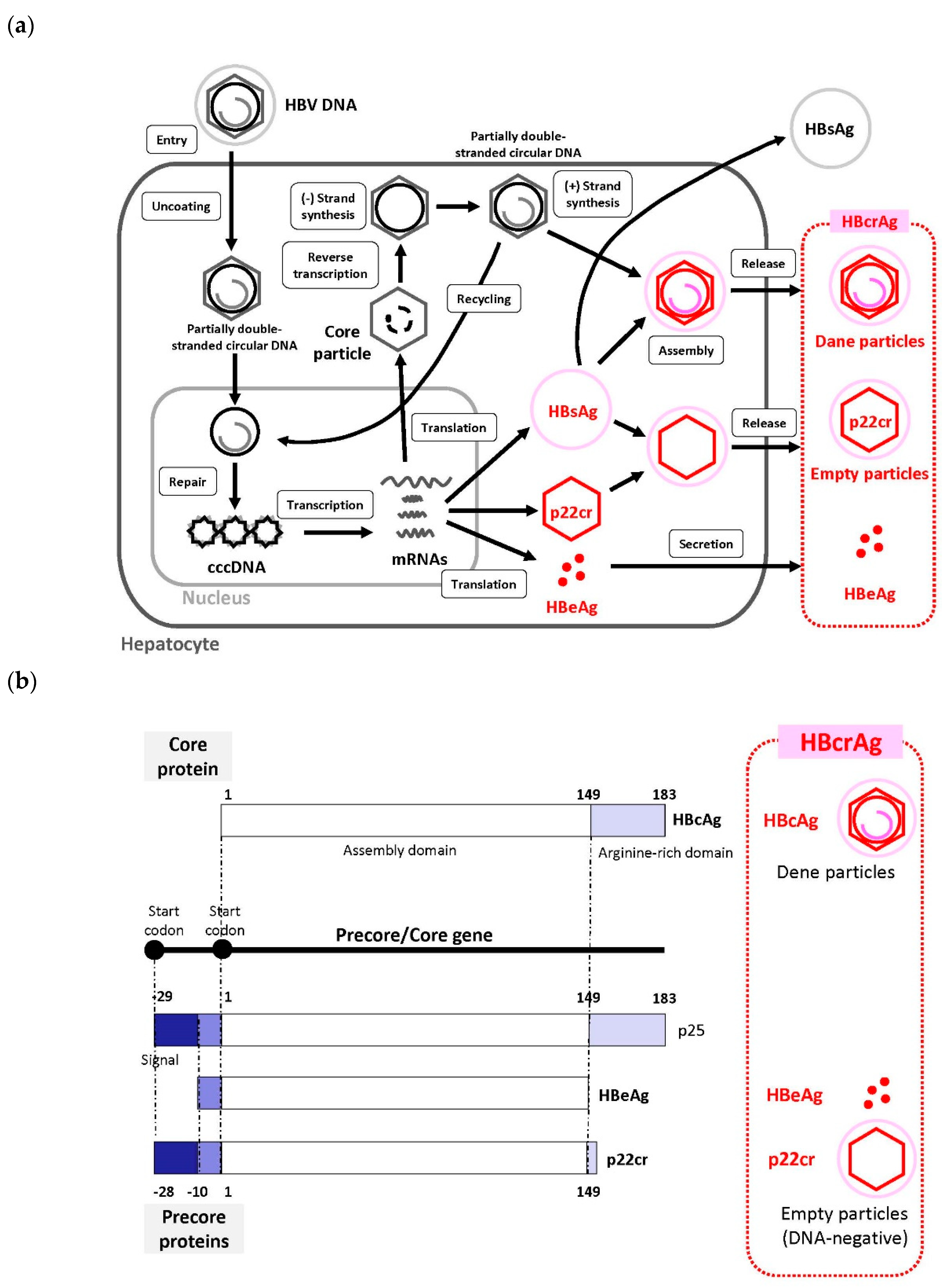 Genes 10 00357 g001