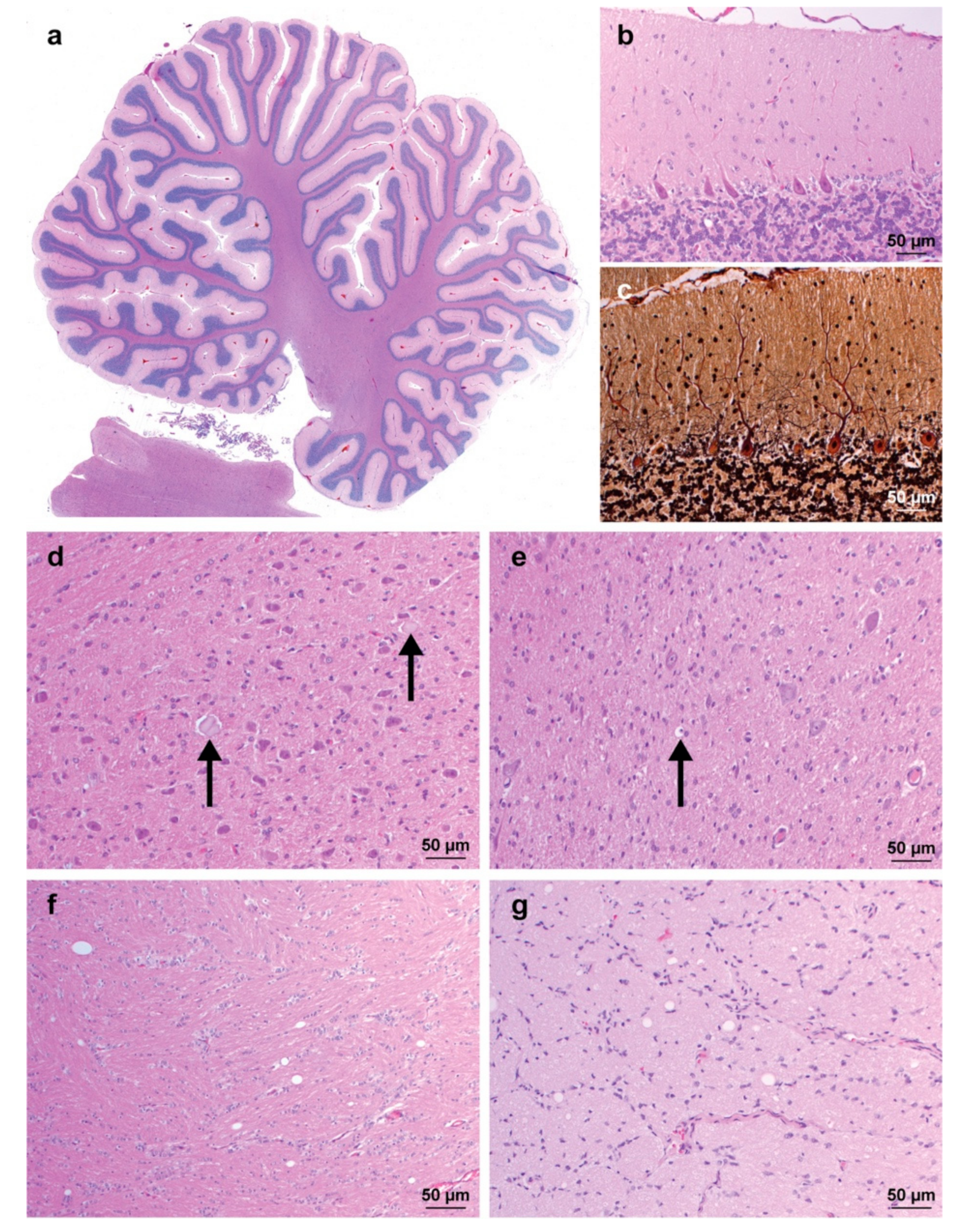 Genes 10 00362 g002 Genes 10 00362 g002