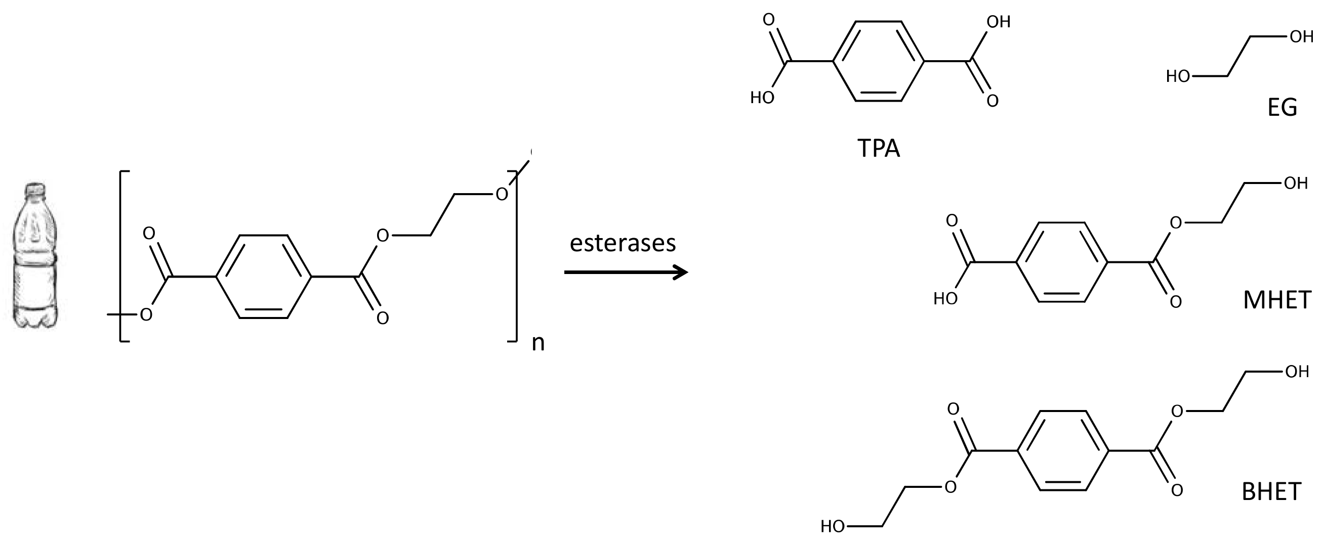 Genes 10 00373 g001