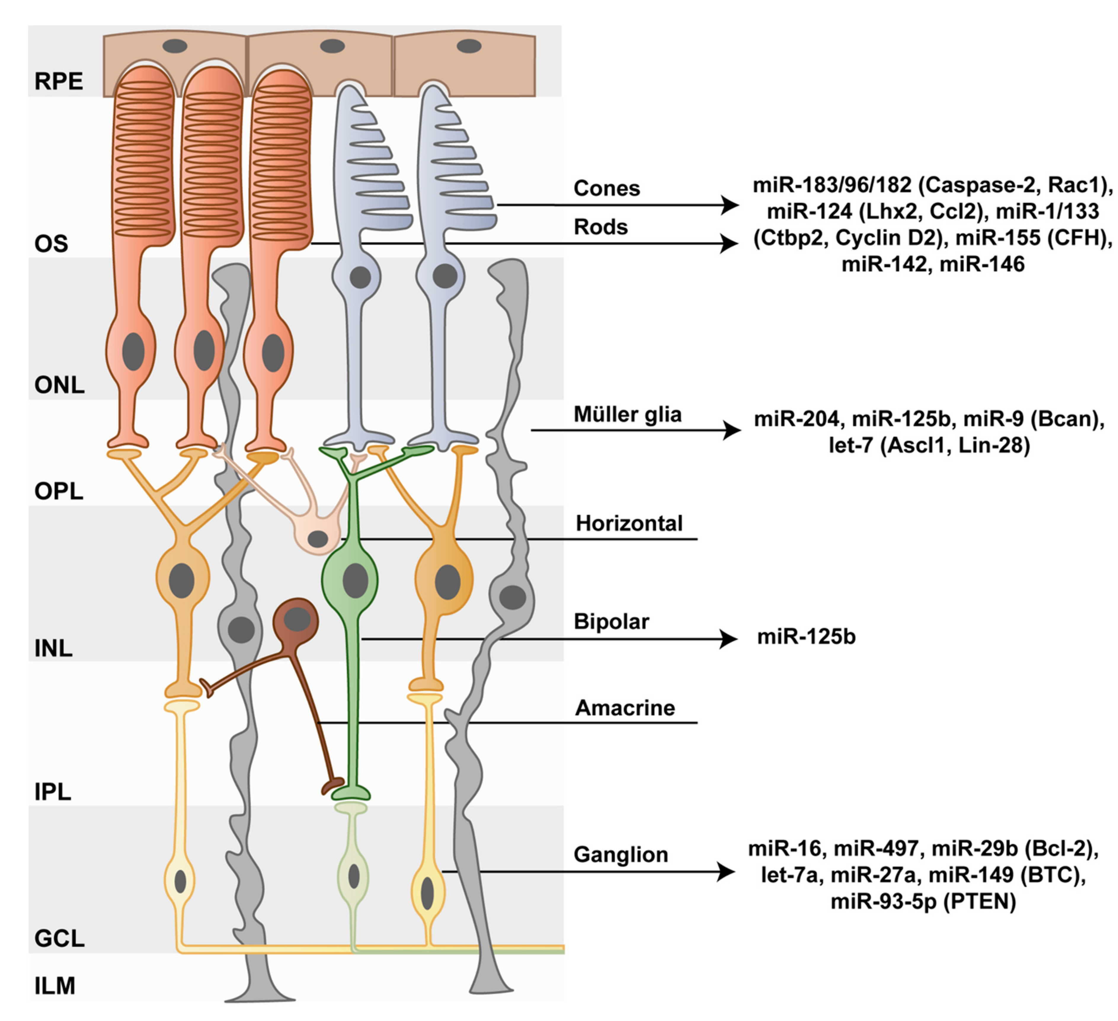 Genes 10 00377 g002