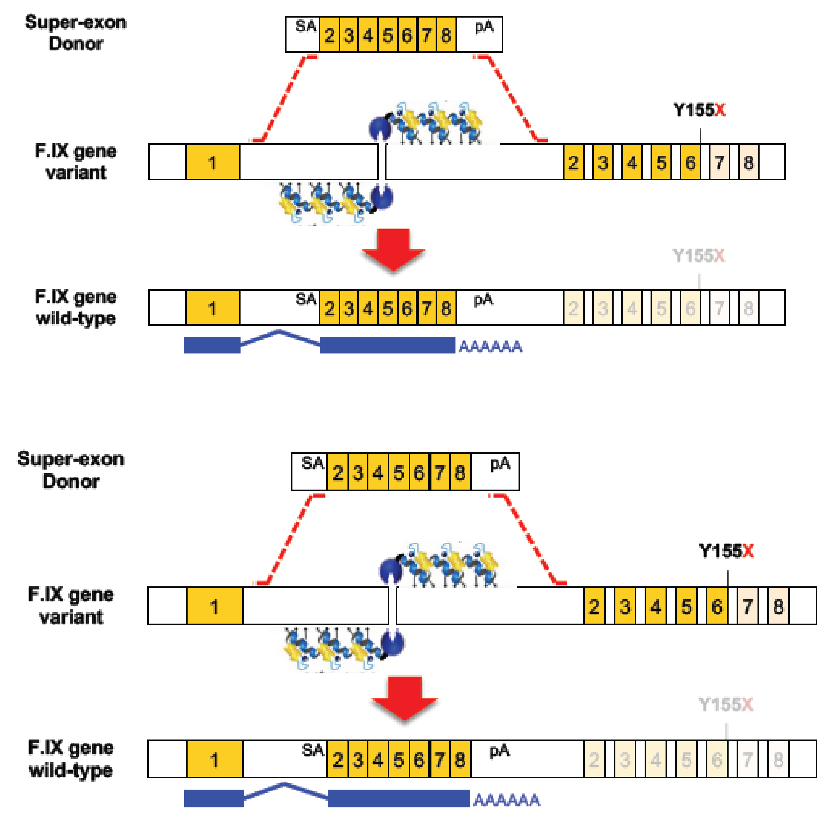 Genes 10 00387 g001 Genes 10 00387 g001