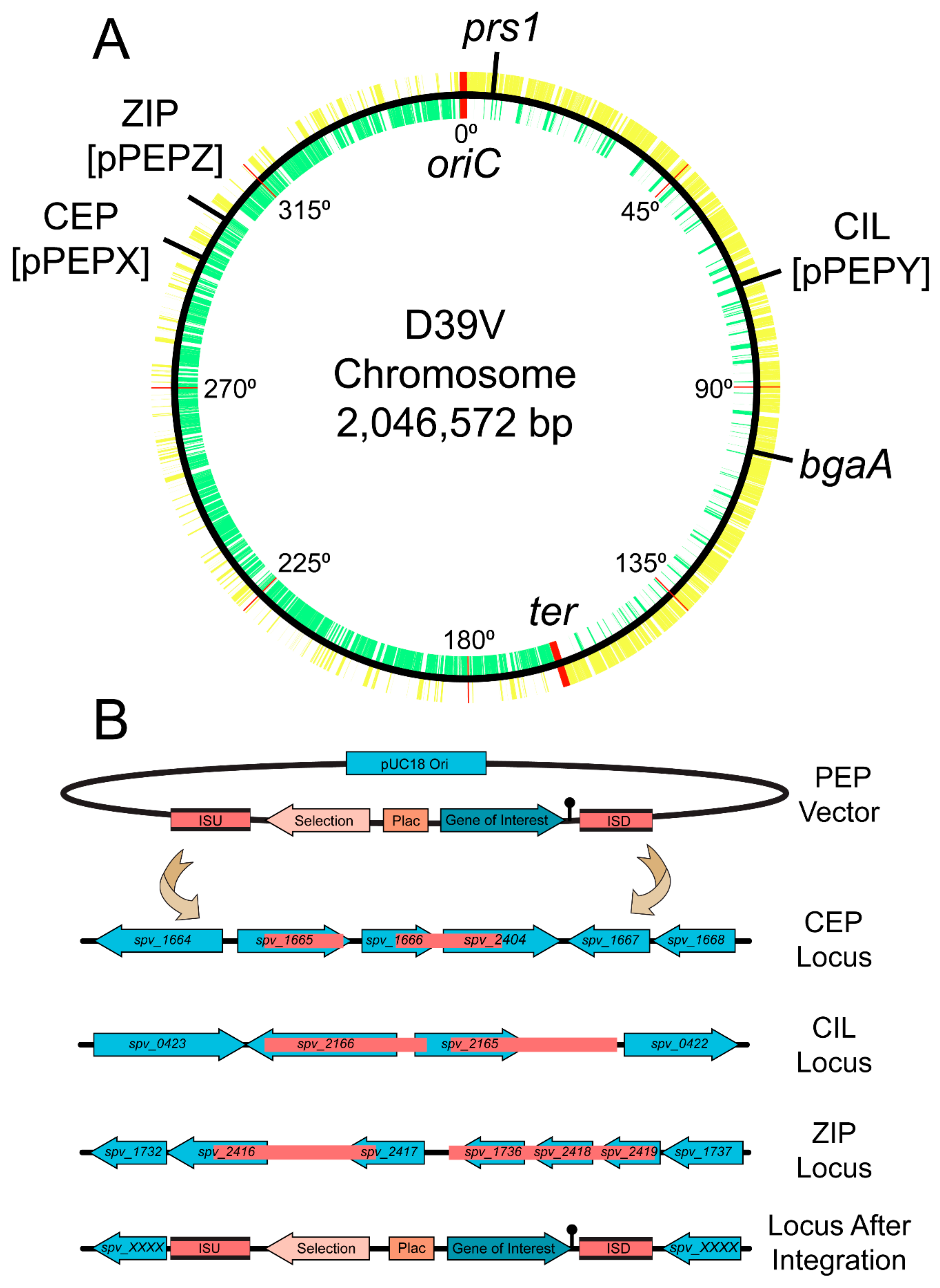 Genes 10 00394 g002 Genes 10 00394 g002