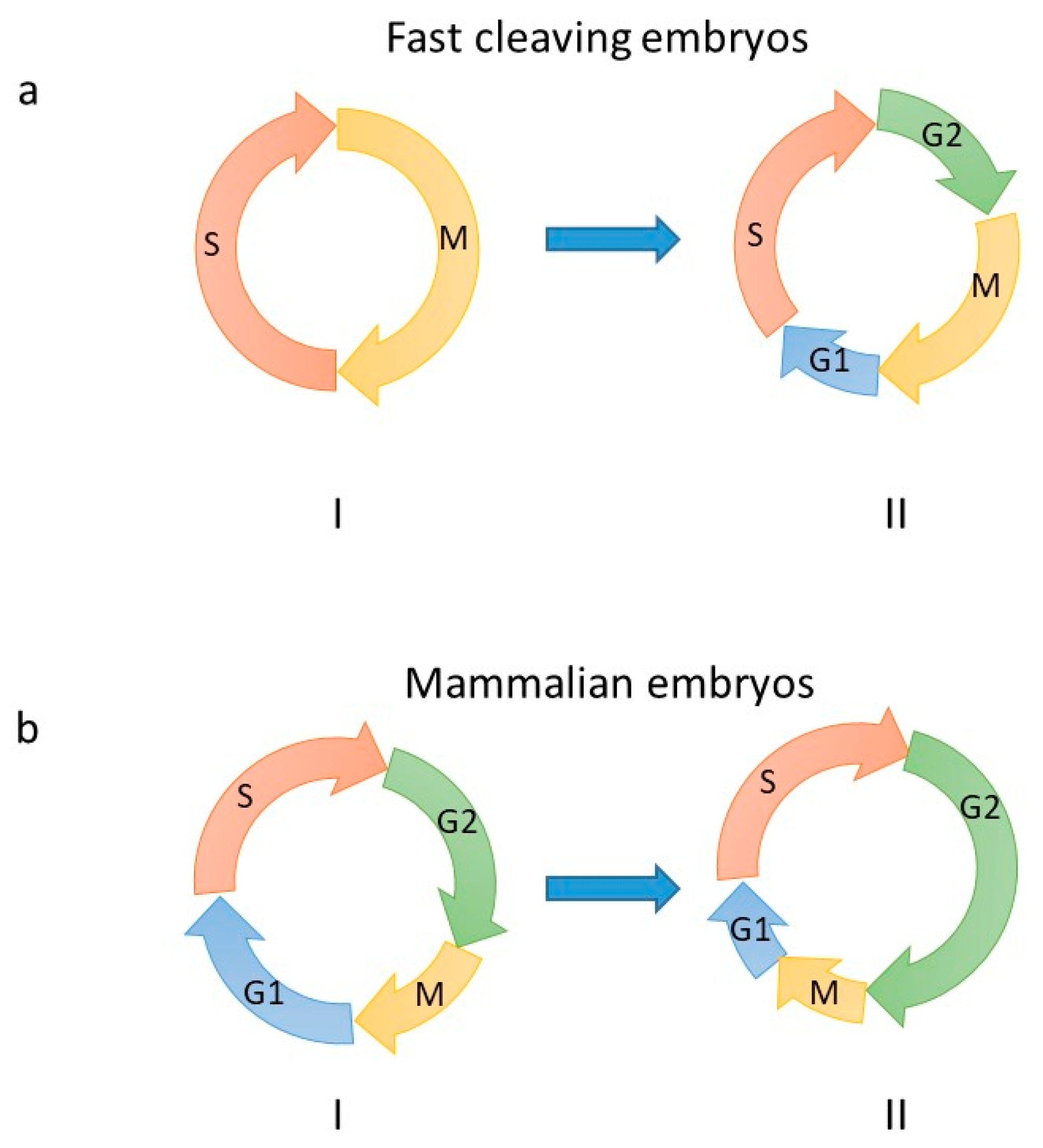 Genes 10 00398 g001 Genes 10 00398 g001