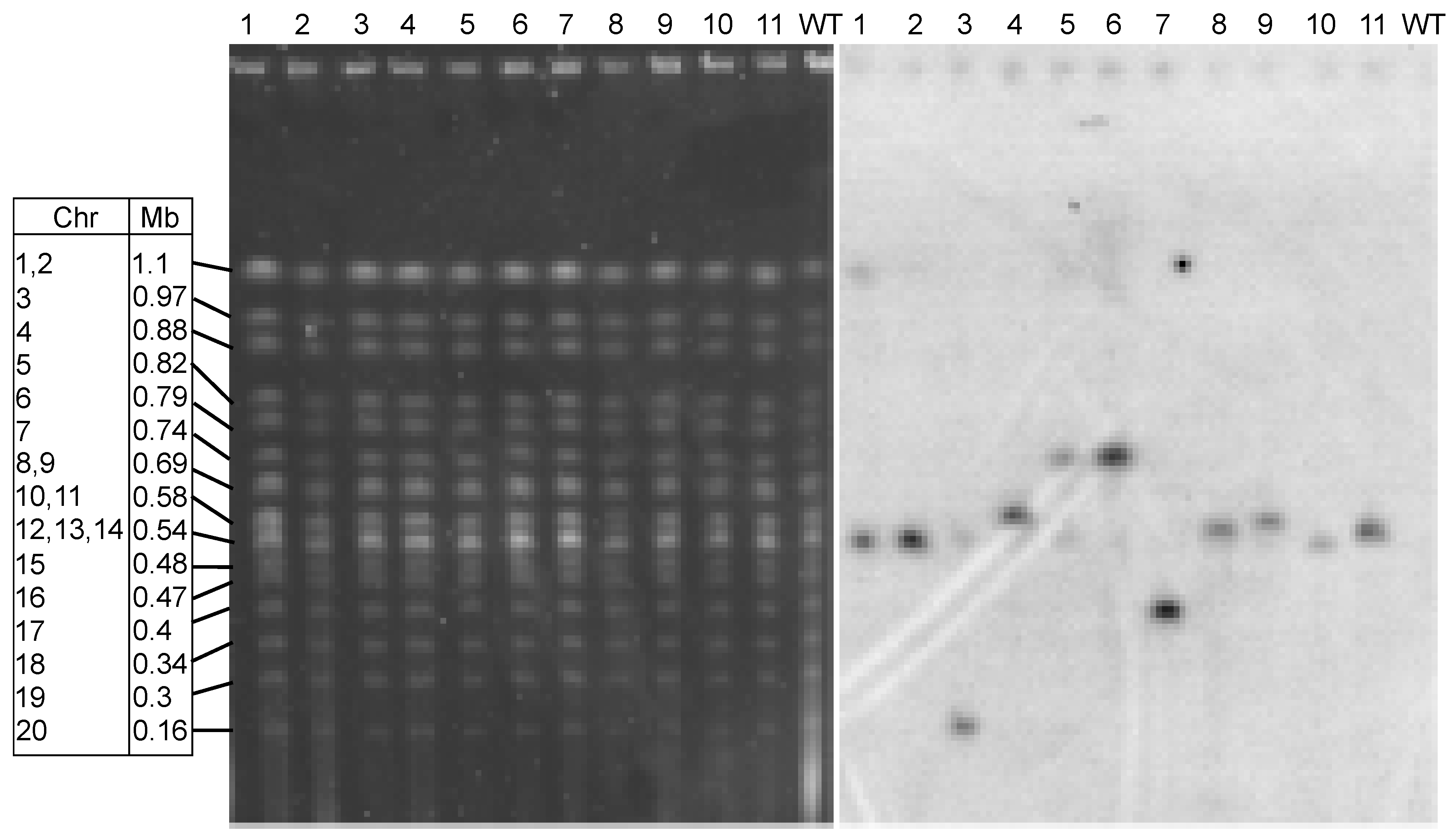 Genes 10 00399 g004 Genes 10 00399 g004