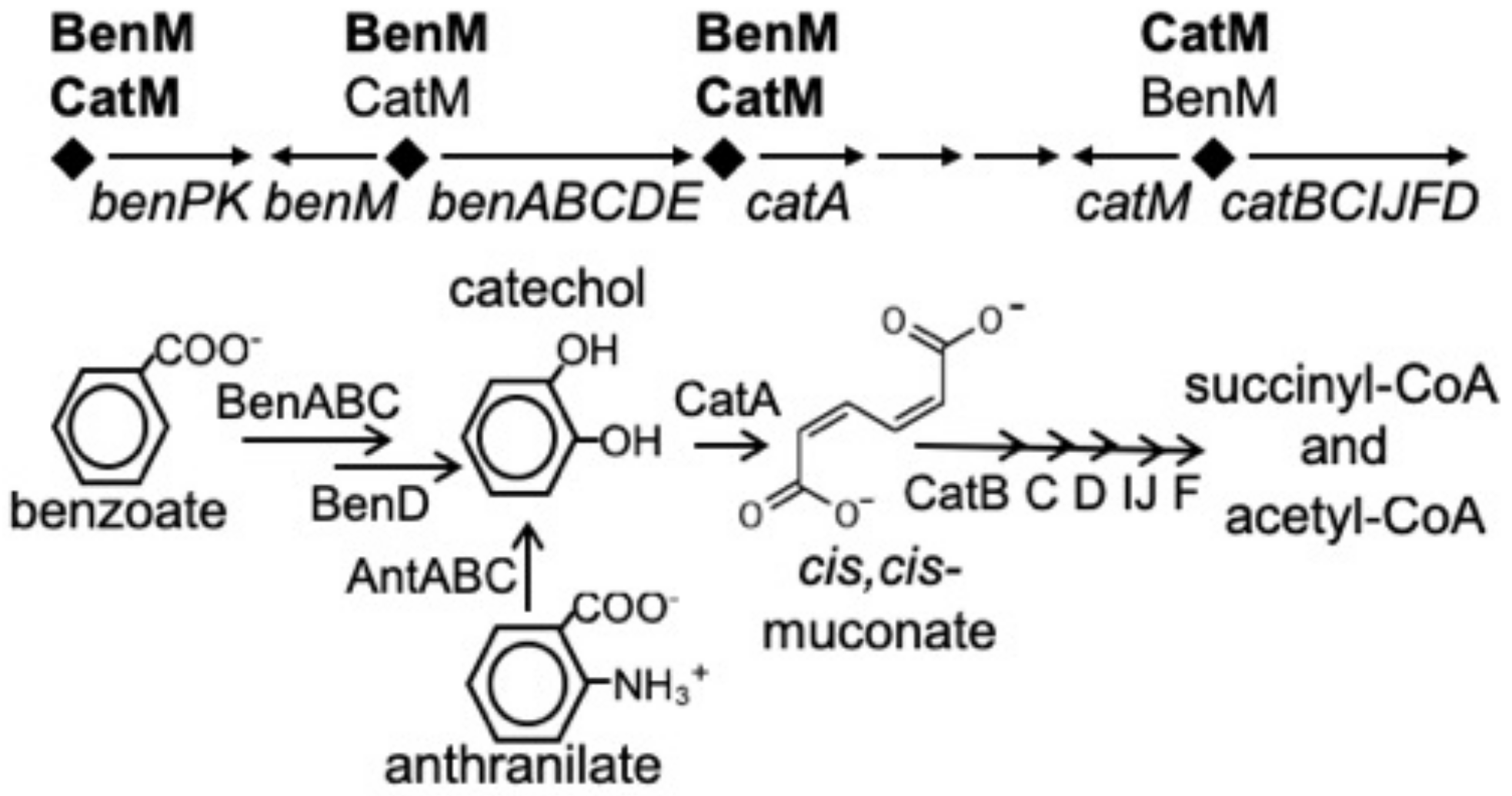 Genes 10 00421 g001 Genes 10 00421 g001