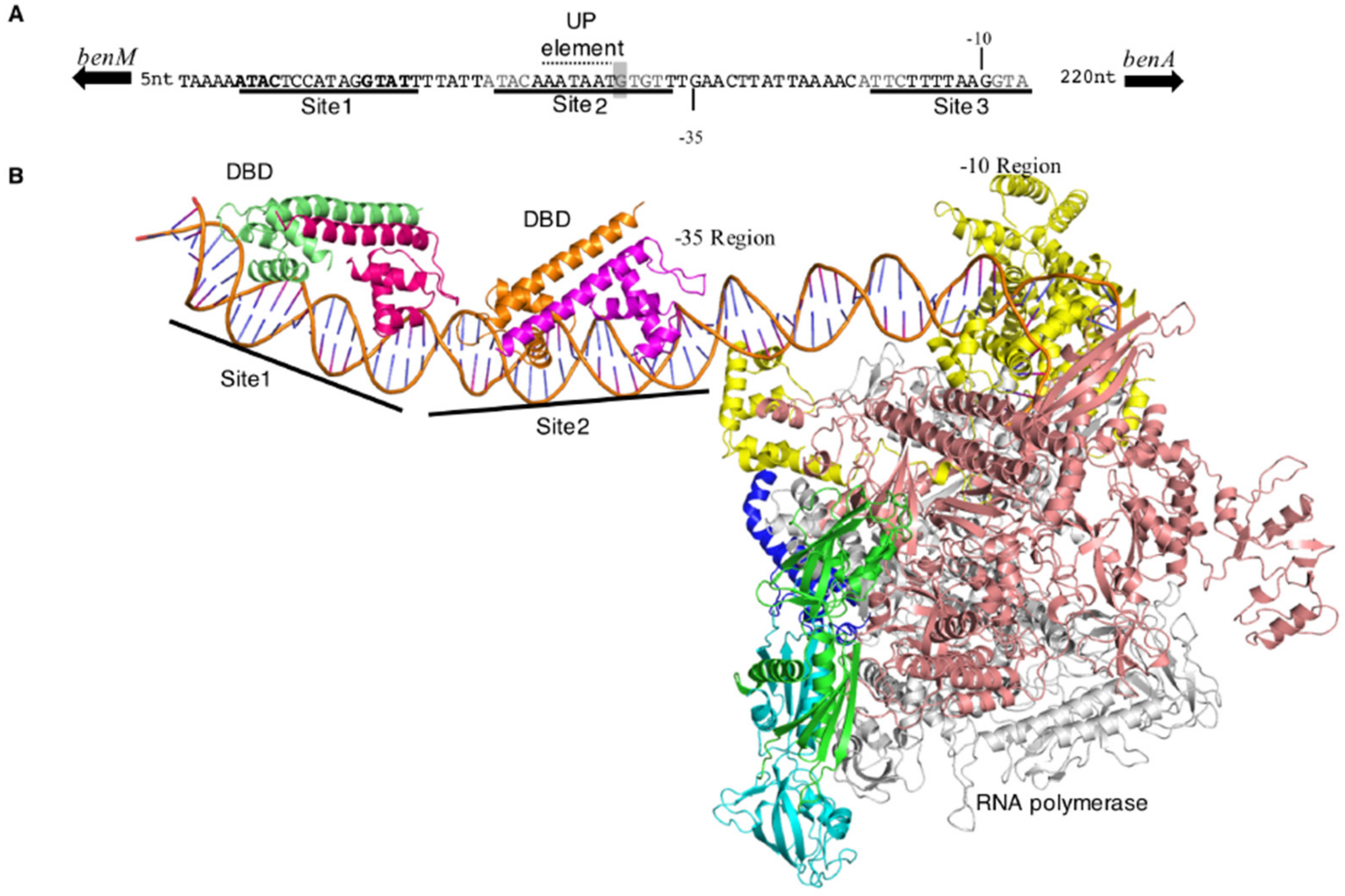Genes 10 00421 g006 Genes 10 00421 g006