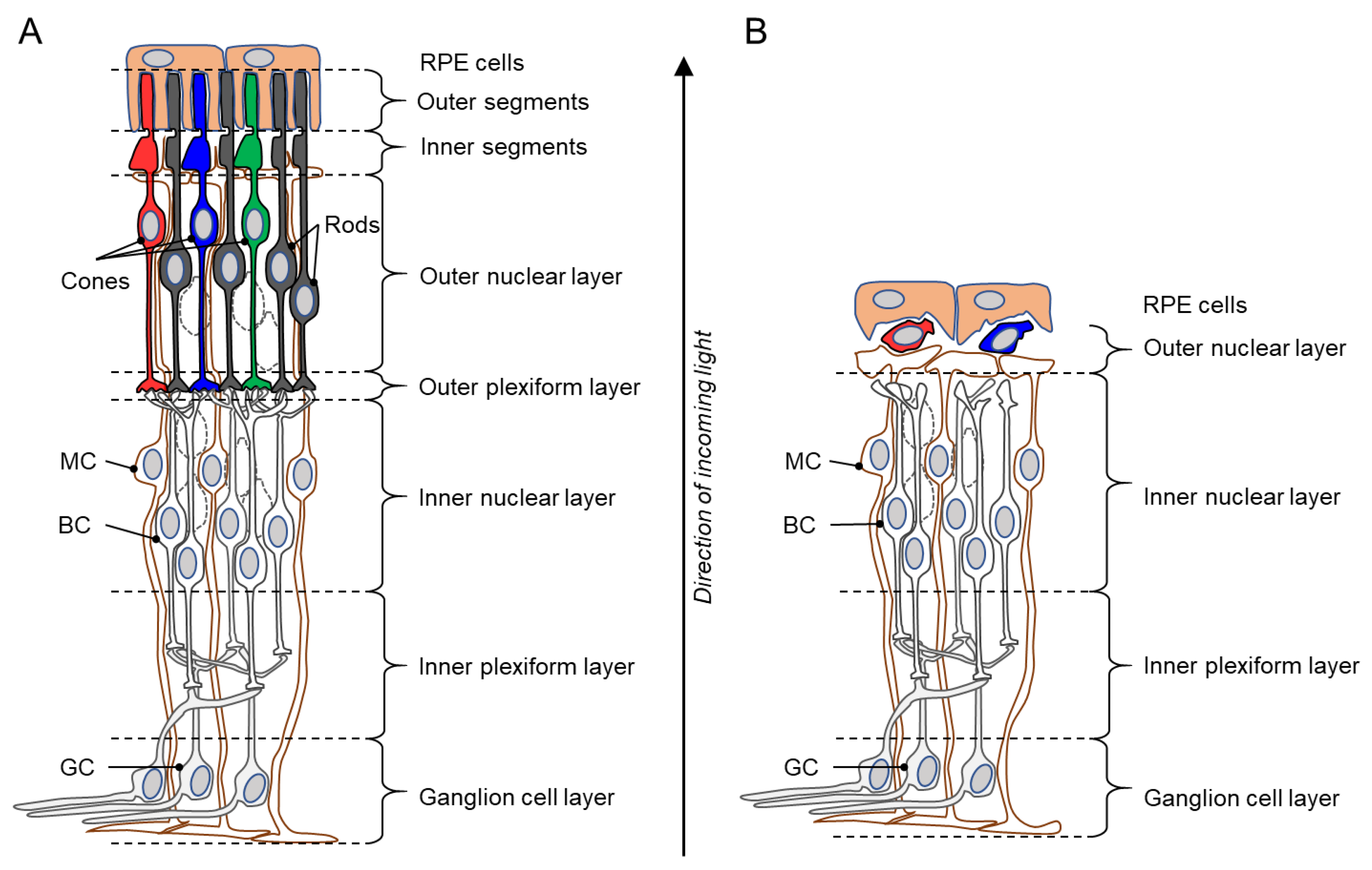 Genes 10 00453 g001