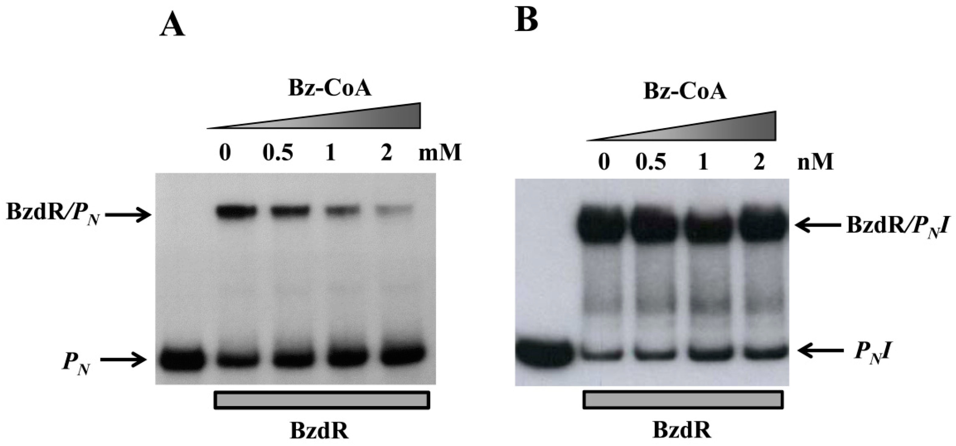 Genes 10 00489 g005 Genes 10 00489 g005