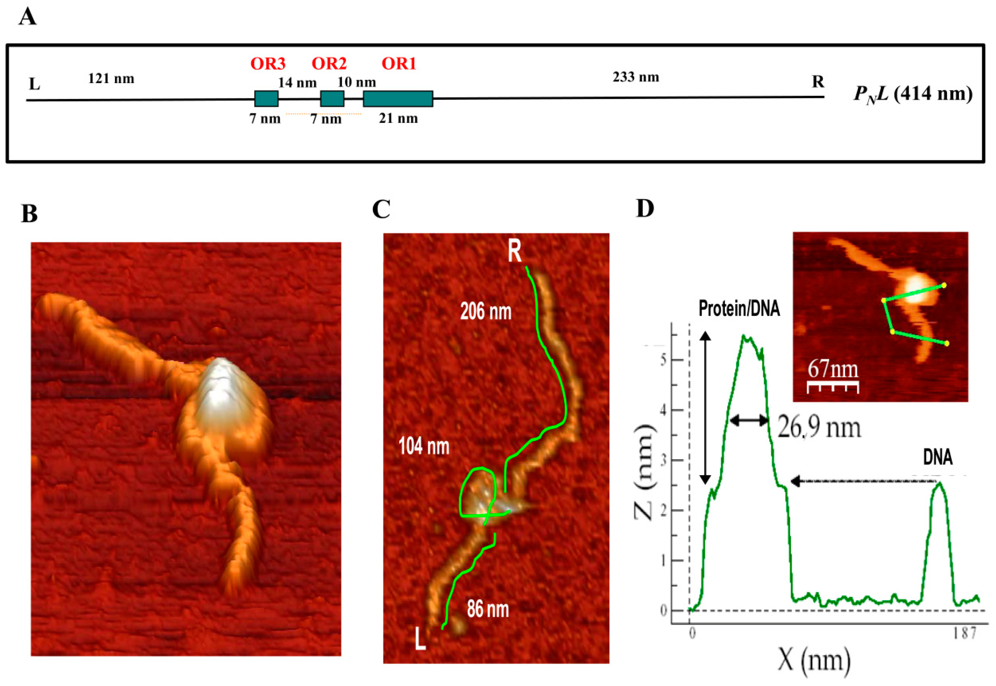 Genes 10 00489 g007 Genes 10 00489 g007