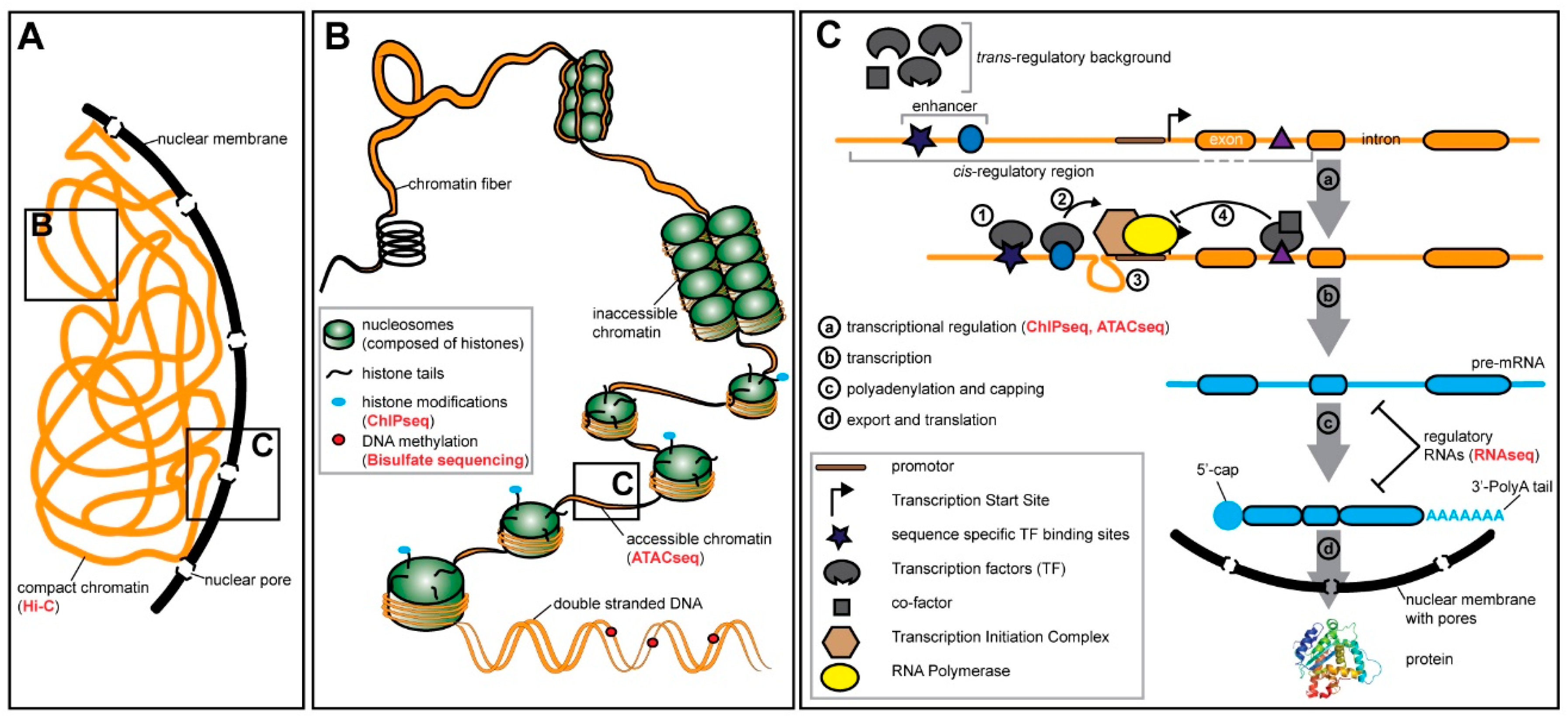 Genes 10 00492 g001
