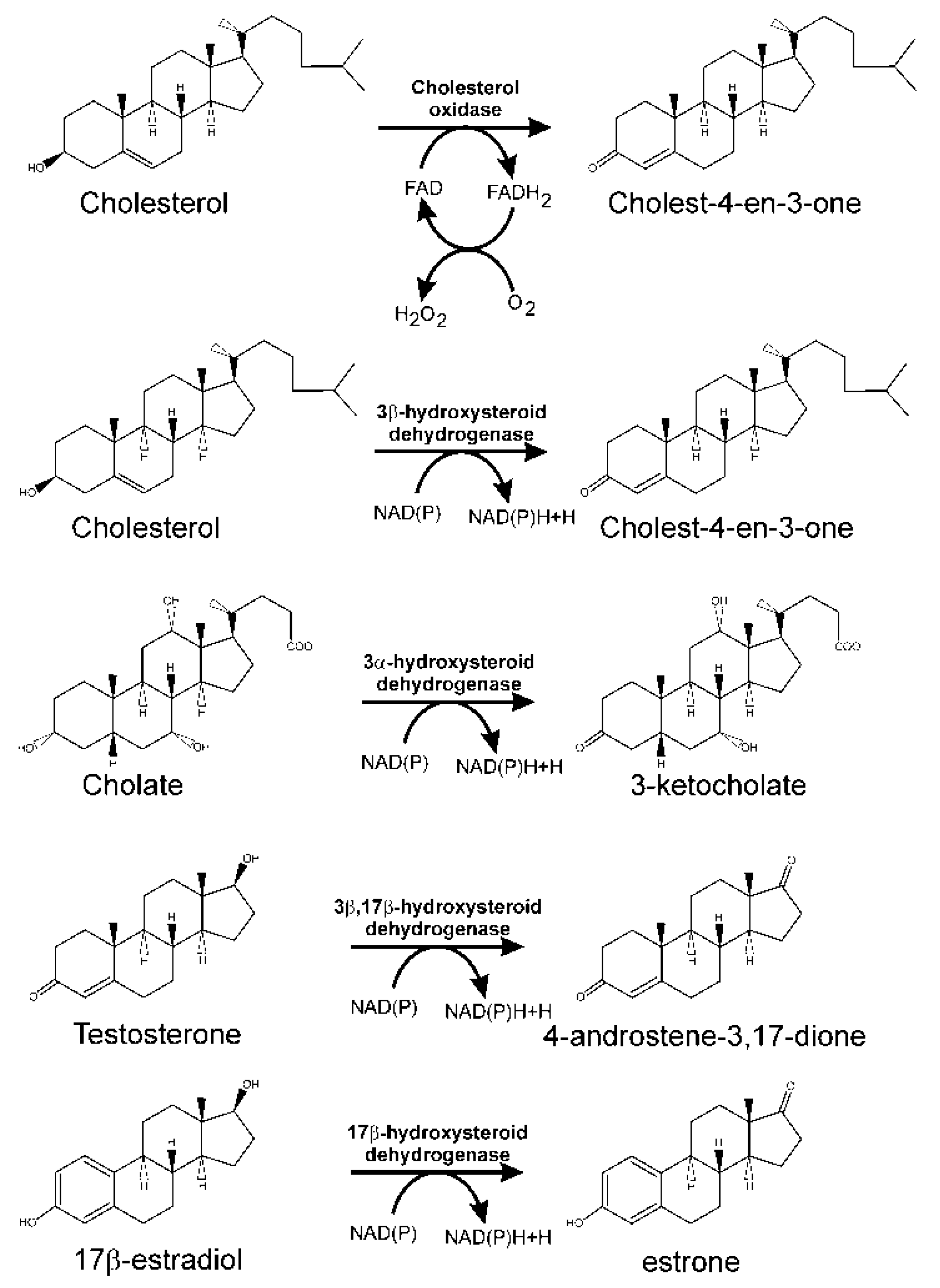 Genes 10 00512 g003 Genes 10 00512 g003